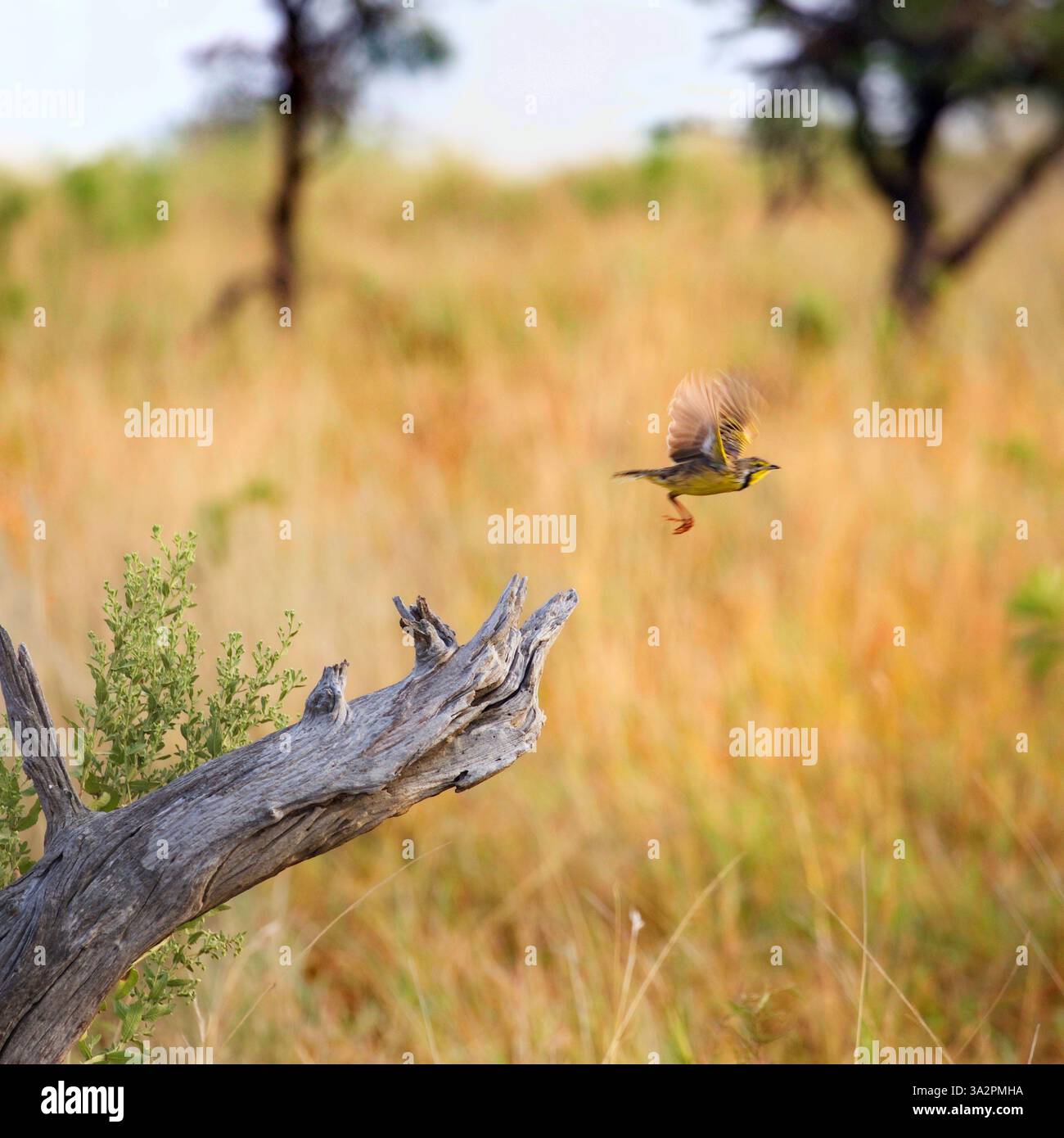 Longclaw dalla gola gialla che prende il volo da un ramo di albero del Serengeti National Park, Tanzania. Uccelli di savana africana, sfocatura del movimento, fauna selvatica Foto Stock