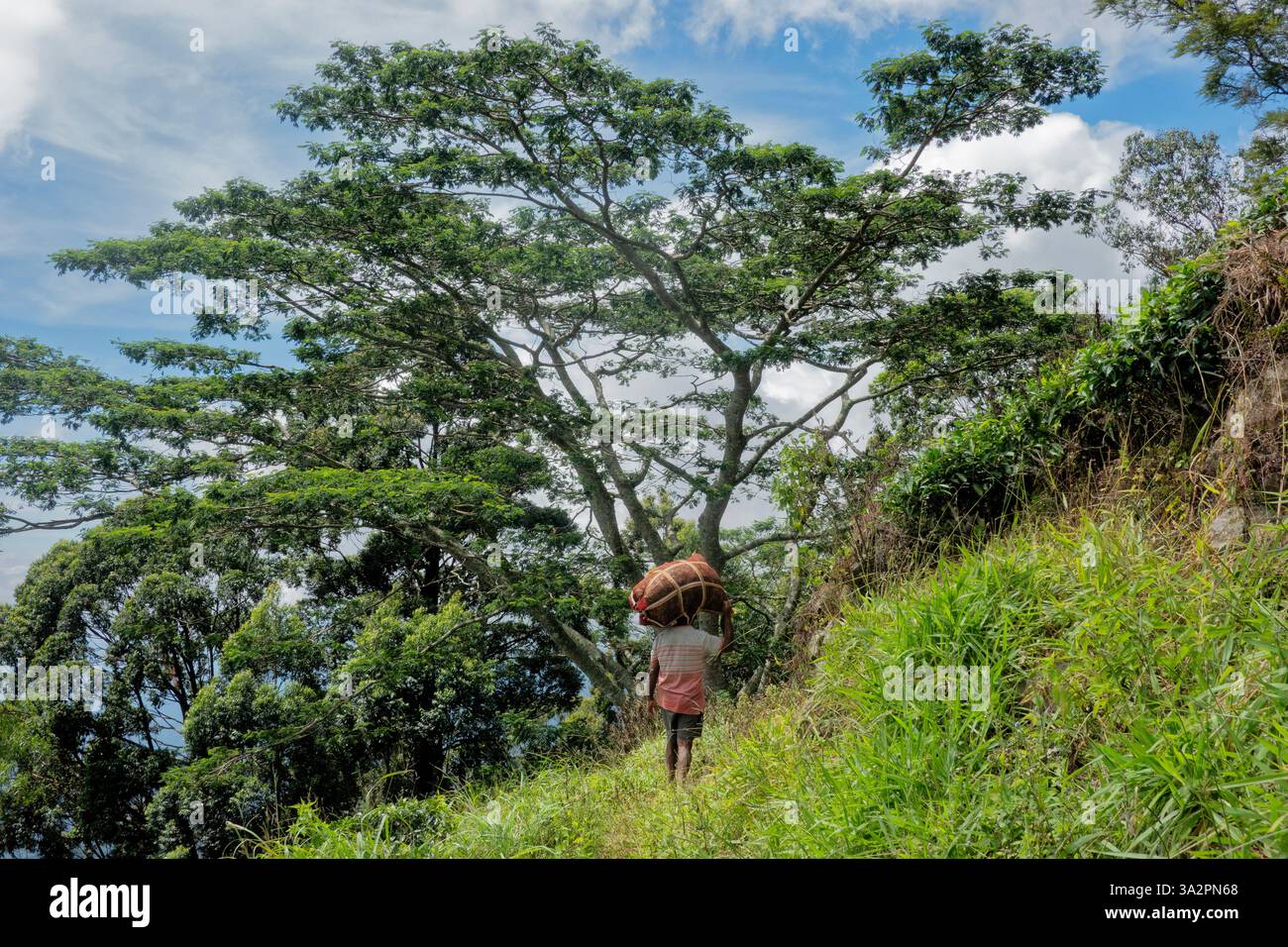 Agricoltore locale che trasporta un carico sul Pekoe Trail, Ella, Sri Lanka Foto Stock