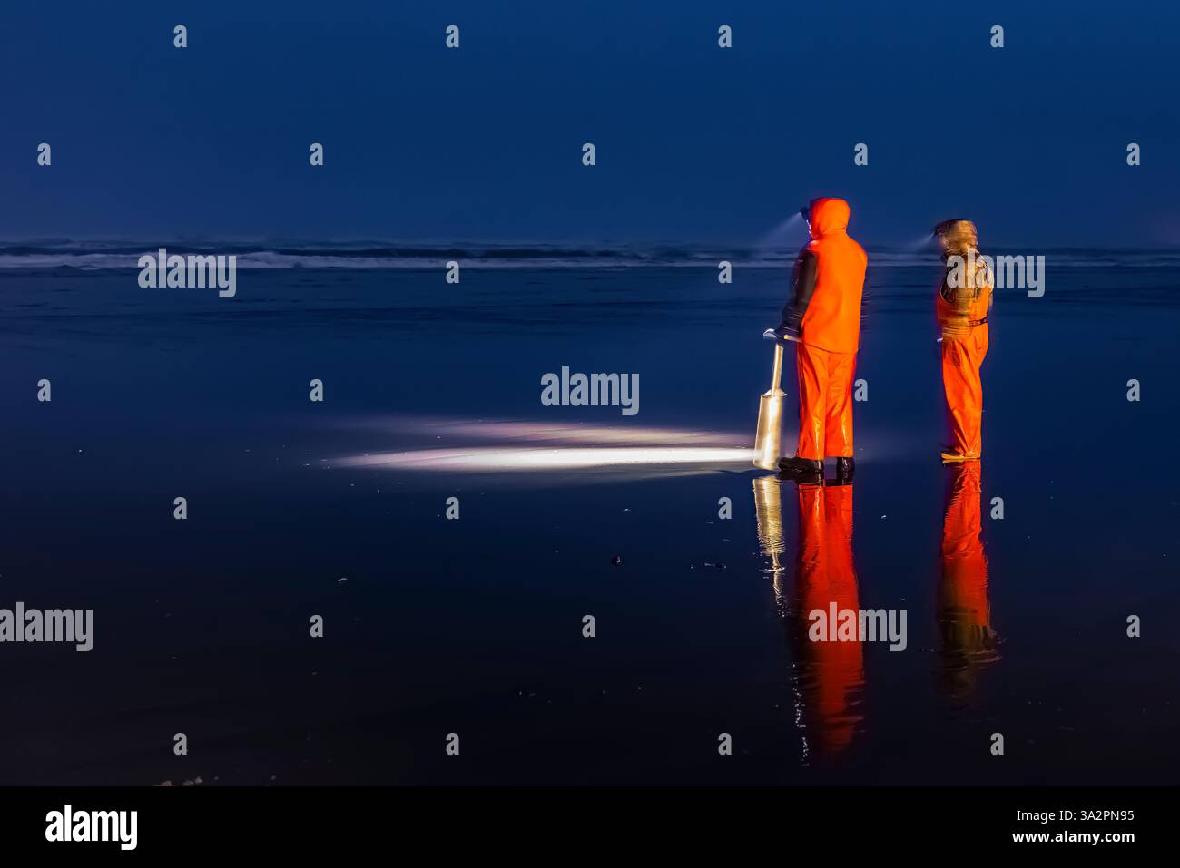 Raccolta delle vongole del Pacific Razor sulla spiaggia dell'Oceano Pacifico di notte a Ocean City, Washington State, USA [Nessuna versione; solo licenze editoriali] Foto Stock