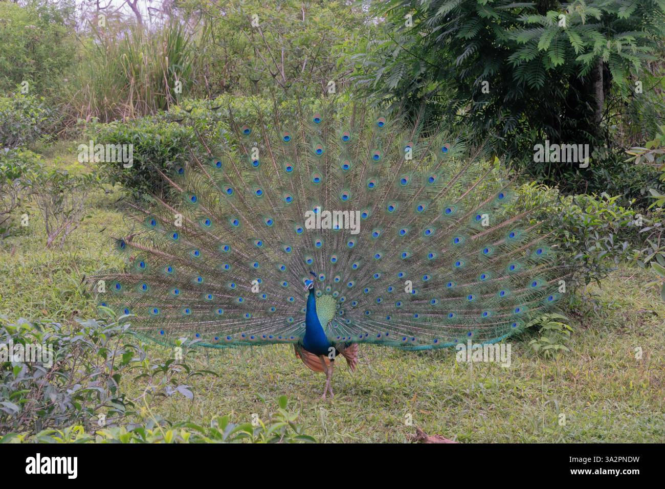 Mostra di corteggiamento di uccelli indiani (Pavo cristatus) lungo il Pekoe Trail, Ella, Sri Lanka Foto Stock