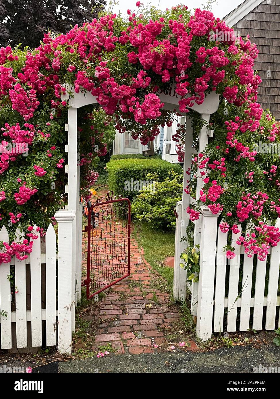 Splendide rose in piena fioritura si aggrappano a un pergolato all'inizio di un passaggio pedonale in una nebbiosa giornata estiva a Provincetown, Massachusetts, a Cape Cod Foto Stock