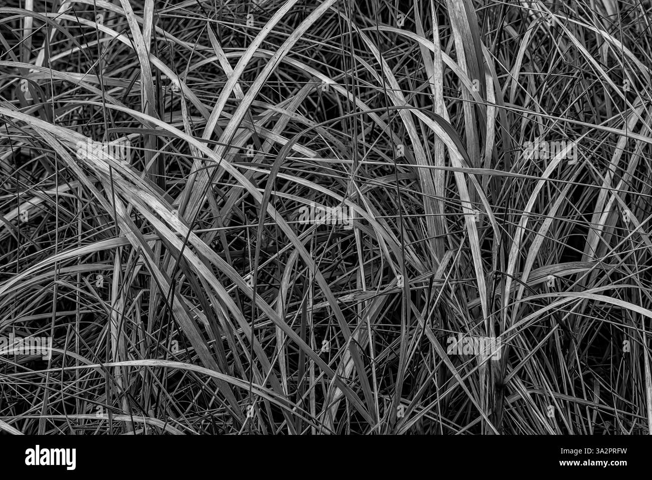 American Dunegrass, Leymus mollis, dune di sabbia ancorate all'Ocean City State Park, Washington State, USA Foto Stock