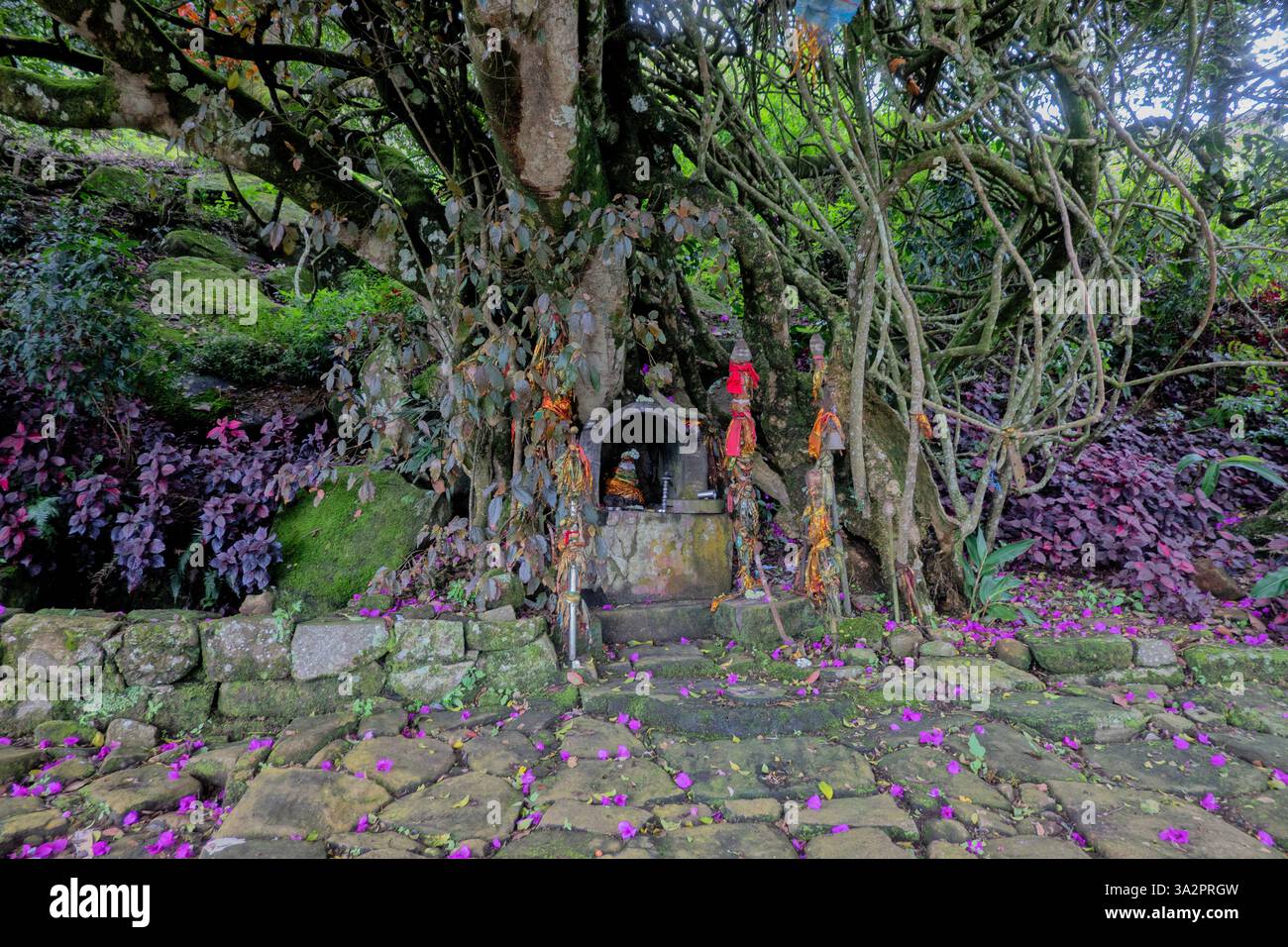 Santuario sul Pekoe Trail, Nuwara Eliya, Sri Lanka Foto Stock Santuario sul Pekoe Trail, Nuwara Eliya, Sri Lanka Foto Stock