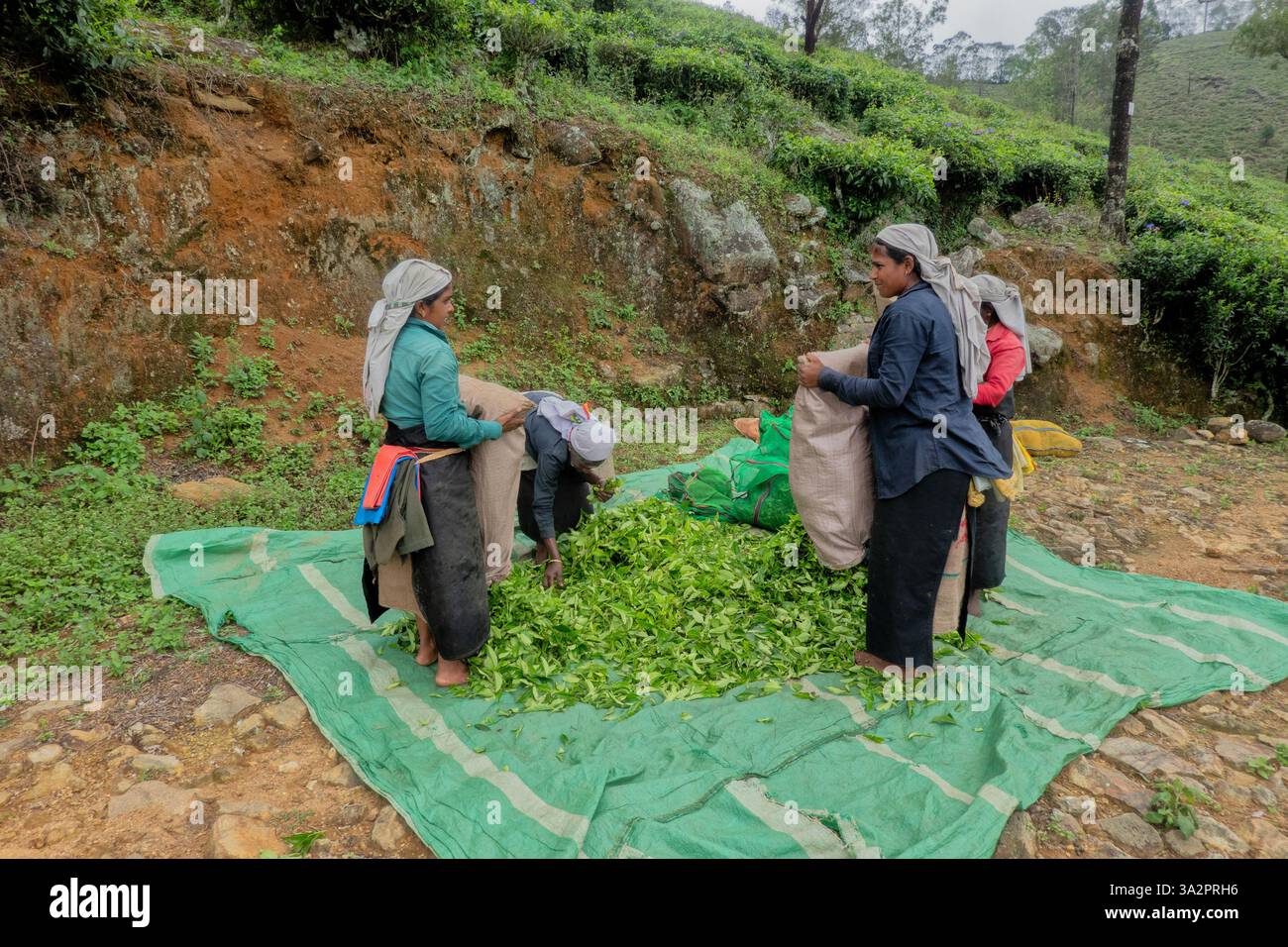 Raccoglitori di tè Tamil presso la tenuta di tè di Santa Caterina, Pekoe Trail, Ella, Sri Lanka Foto Stock