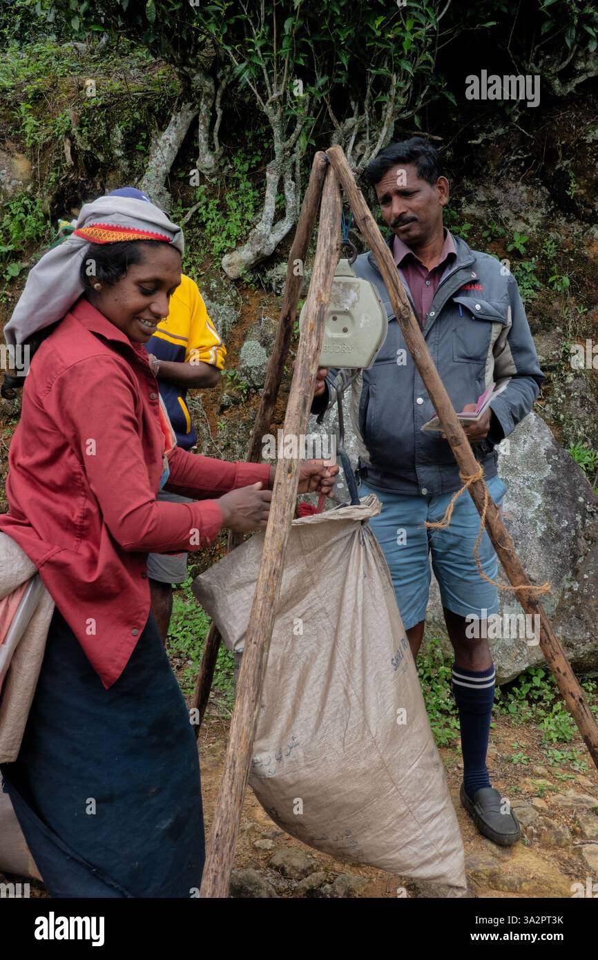 Raccoglitori di tè Tamil presso la tenuta di tè di Santa Caterina, Pekoe Trail, Ella, Sri Lanka Foto Stock