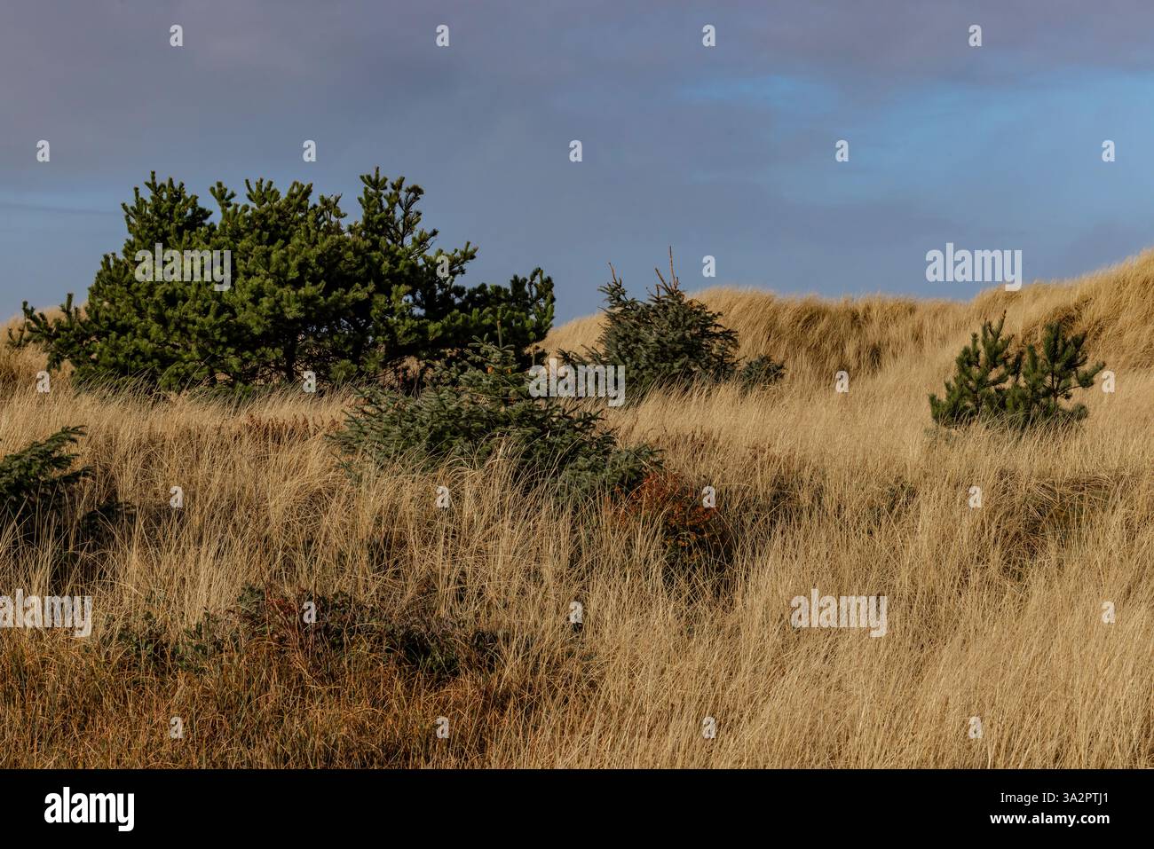 American Dunegrass, Leymus mollis e Shore Pine, Pinus contorta, ancorando le dune di sabbia all'Ocean City State Park, Washington State, USA Foto Stock