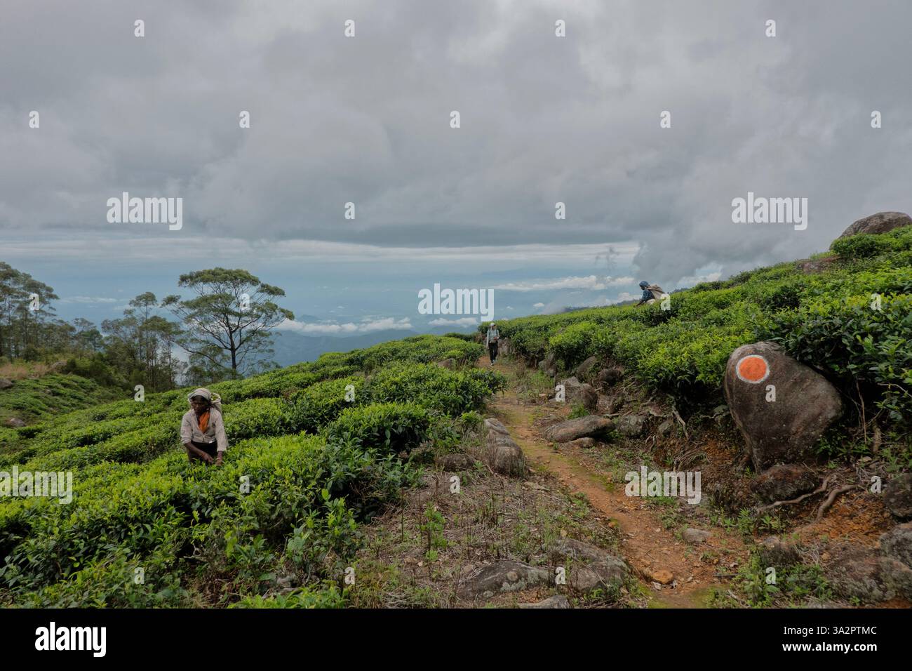 Escursioni attraverso la tenuta di tè di Santa Caterina, Pekoe Trail, Ella, Sri Lanka Foto Stock