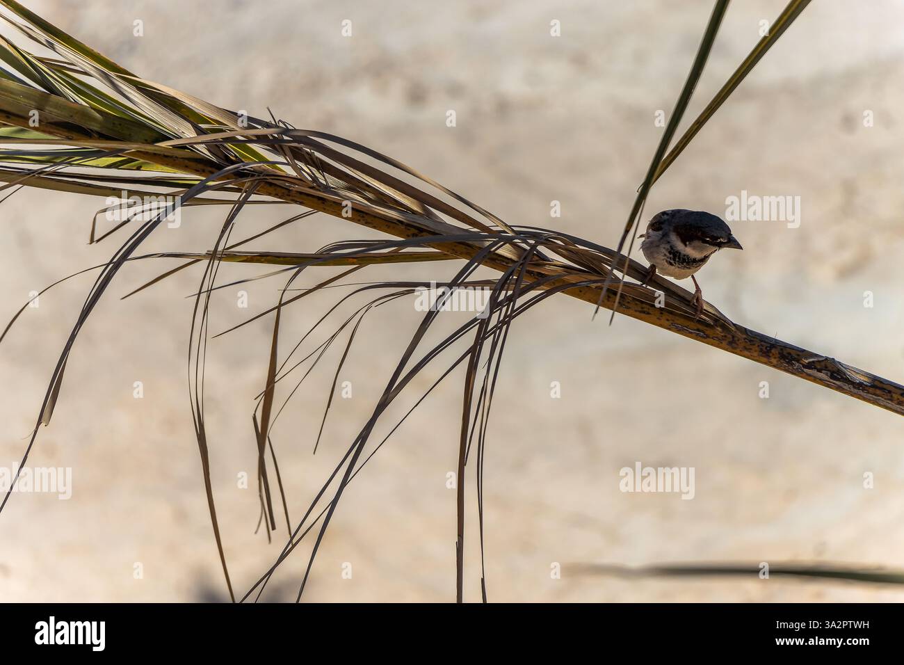 Un passero che vive nel deserto. Marocco Foto Stock