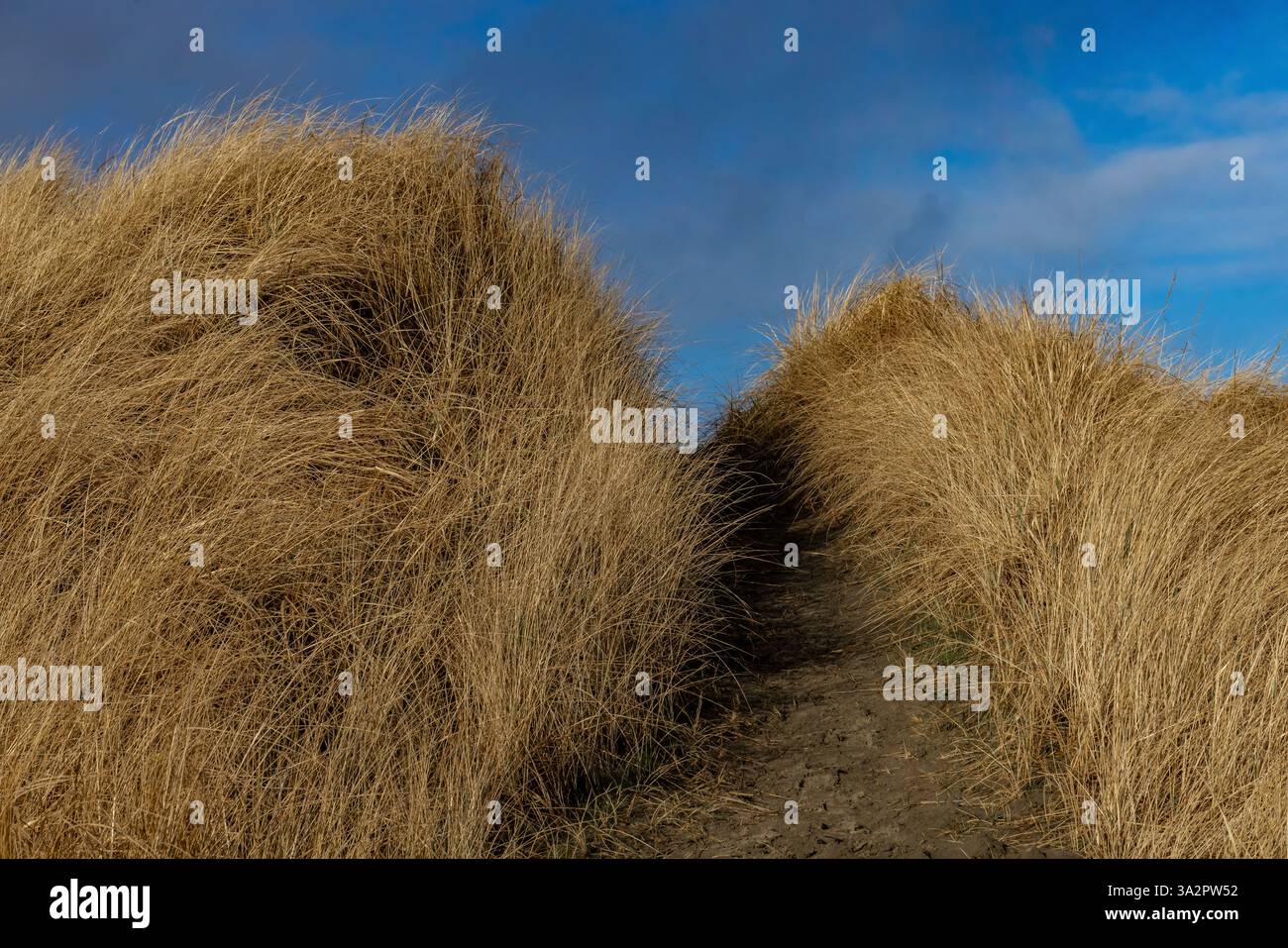 American Dunegrass, Leymus mollis, dune di sabbia ancorate all'Ocean City State Park, Washington State, USA Foto Stock