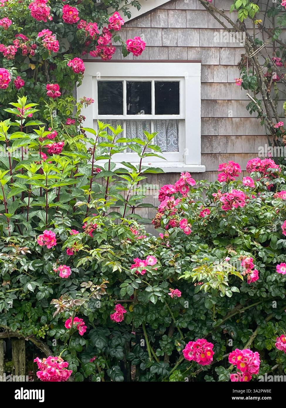 Un giardino di splendidi fiori estivi fiorisce in una casa di vacanza grigia a Nantucket Foto Stock