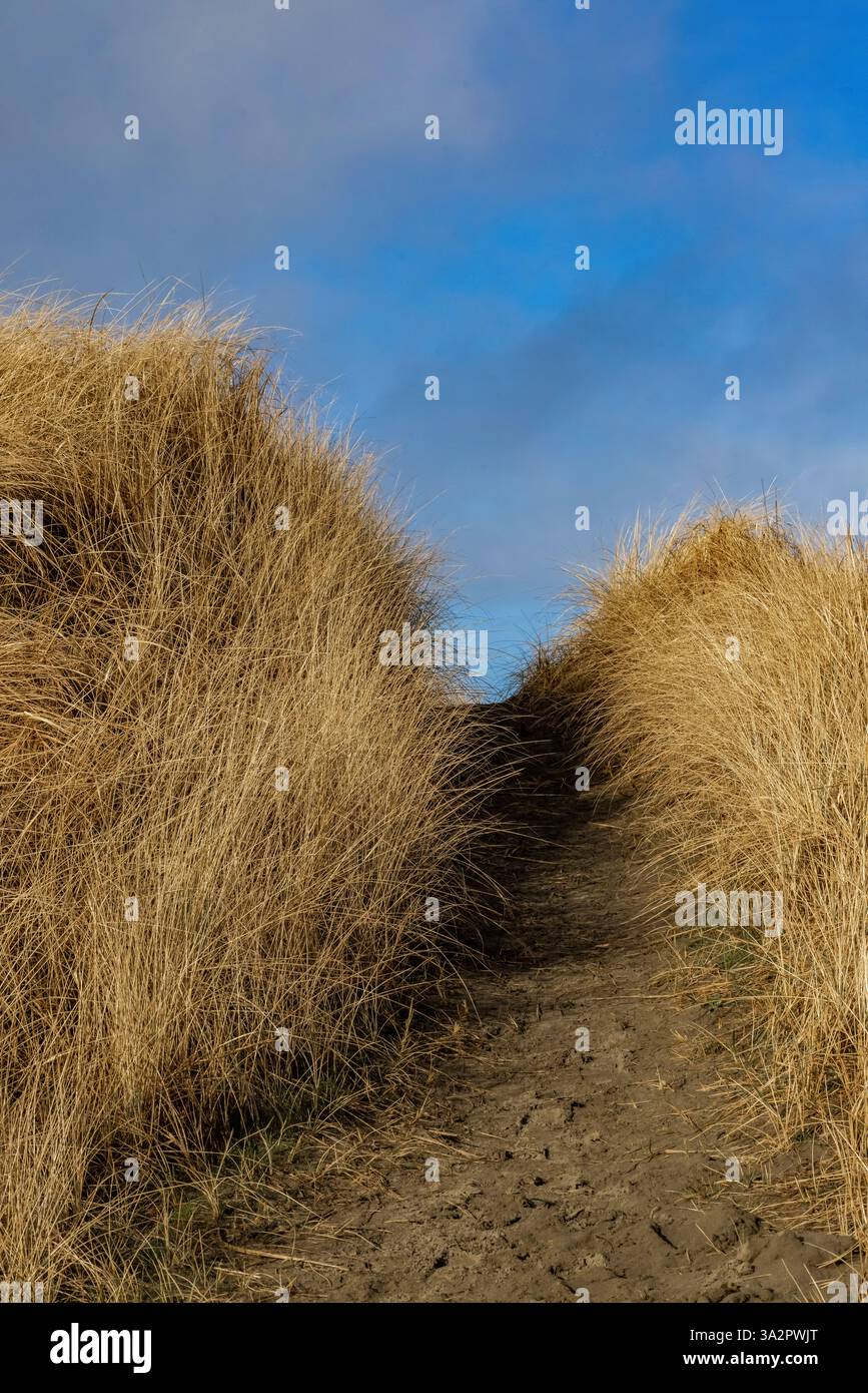 American Dunegrass, Leymus mollis, dune di sabbia ancorate all'Ocean City State Park, Washington State, USA Foto Stock