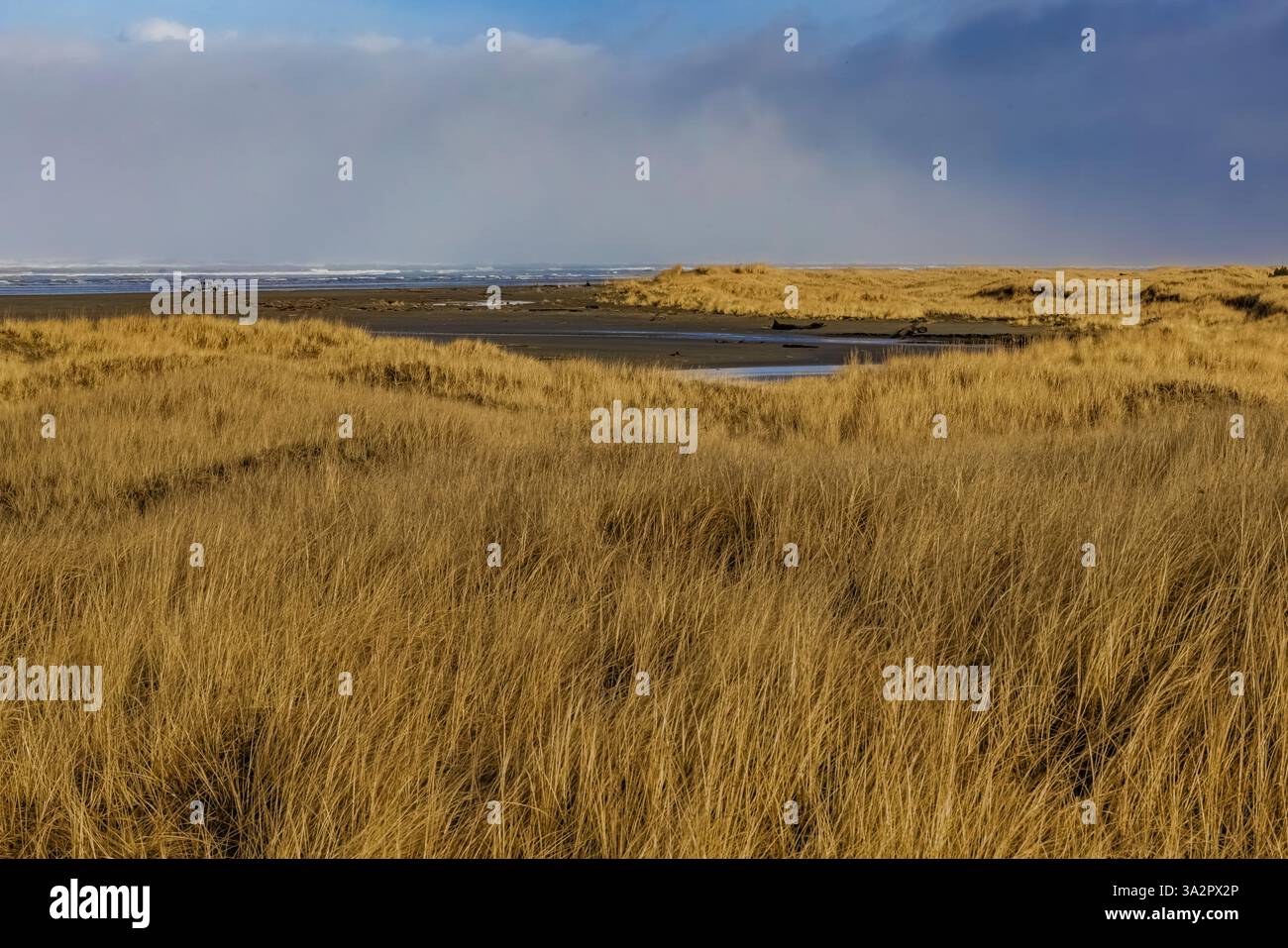 American Dunegrass, Leymus mollis, dune di sabbia ancorate all'Ocean City State Park, Washington State, USA Foto Stock
