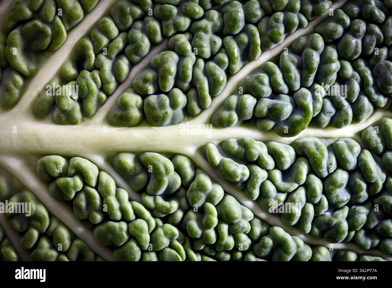 dettaglio di una foglia di cavolo con venature bianche e rughe verdi Foto Stock