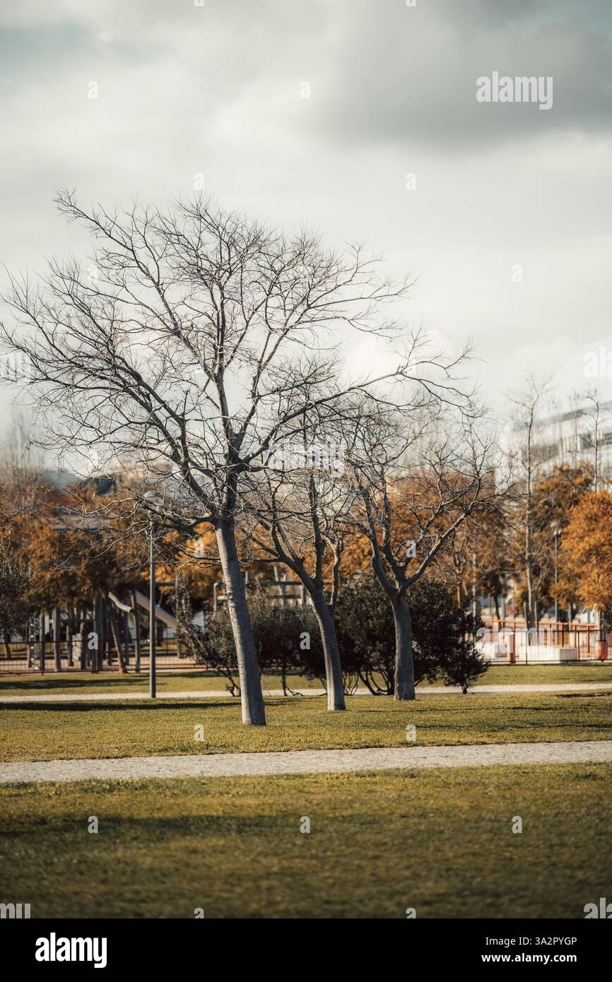 Alberi senza foglie in un parco pubblico con erba verde e vialetti pavimentati. Alberi di colore autunnale sullo sfondo contrastano con il cielo grigio. Ambiente urbano Foto Stock