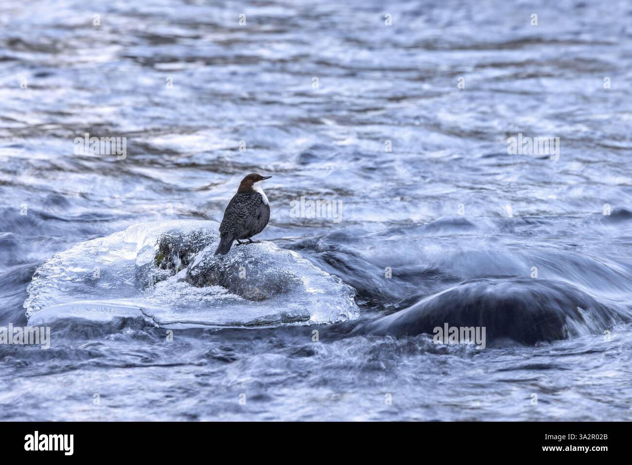 Immersione con gola bianca settentrionale (cinclus cinclus cinclus) che si forgia lungo il torrente congelato in inverno, Scandinavia Foto Stock