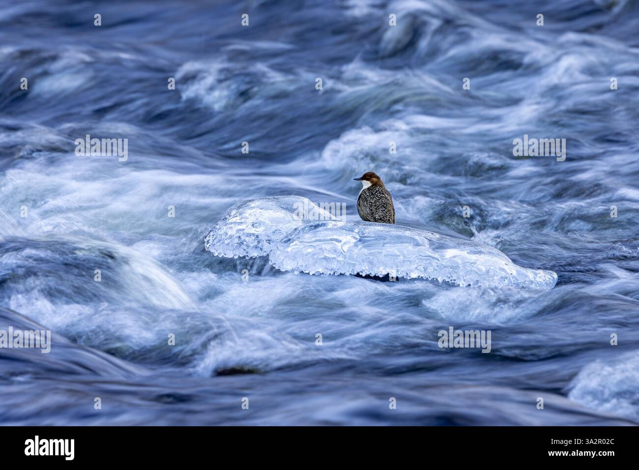 Immersione con gola bianca settentrionale (cinclus cinclus cinclus) che si forgia lungo il torrente congelato in inverno, Scandinavia Foto Stock