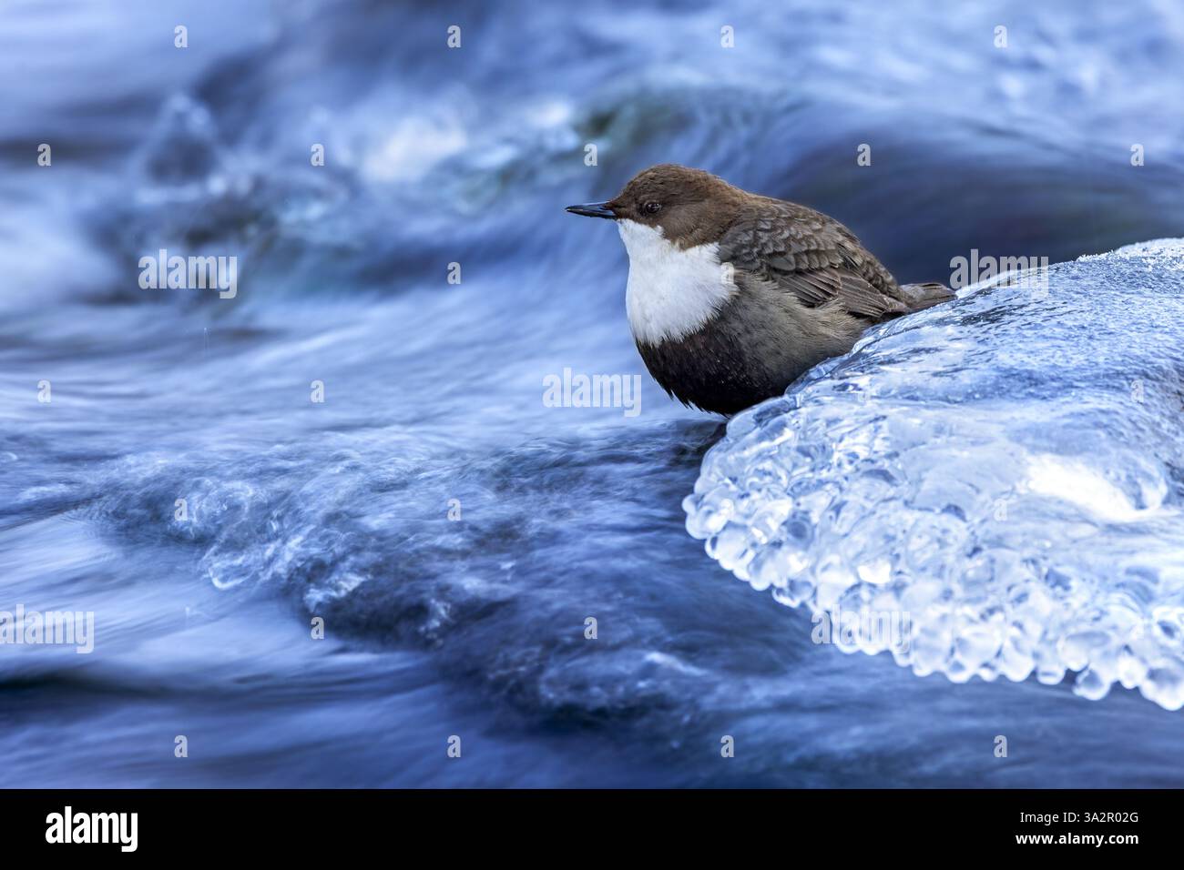 Immersione con gola bianca settentrionale (cinclus cinclus cinclus) che si forgia lungo il torrente congelato in inverno, Scandinavia Foto Stock