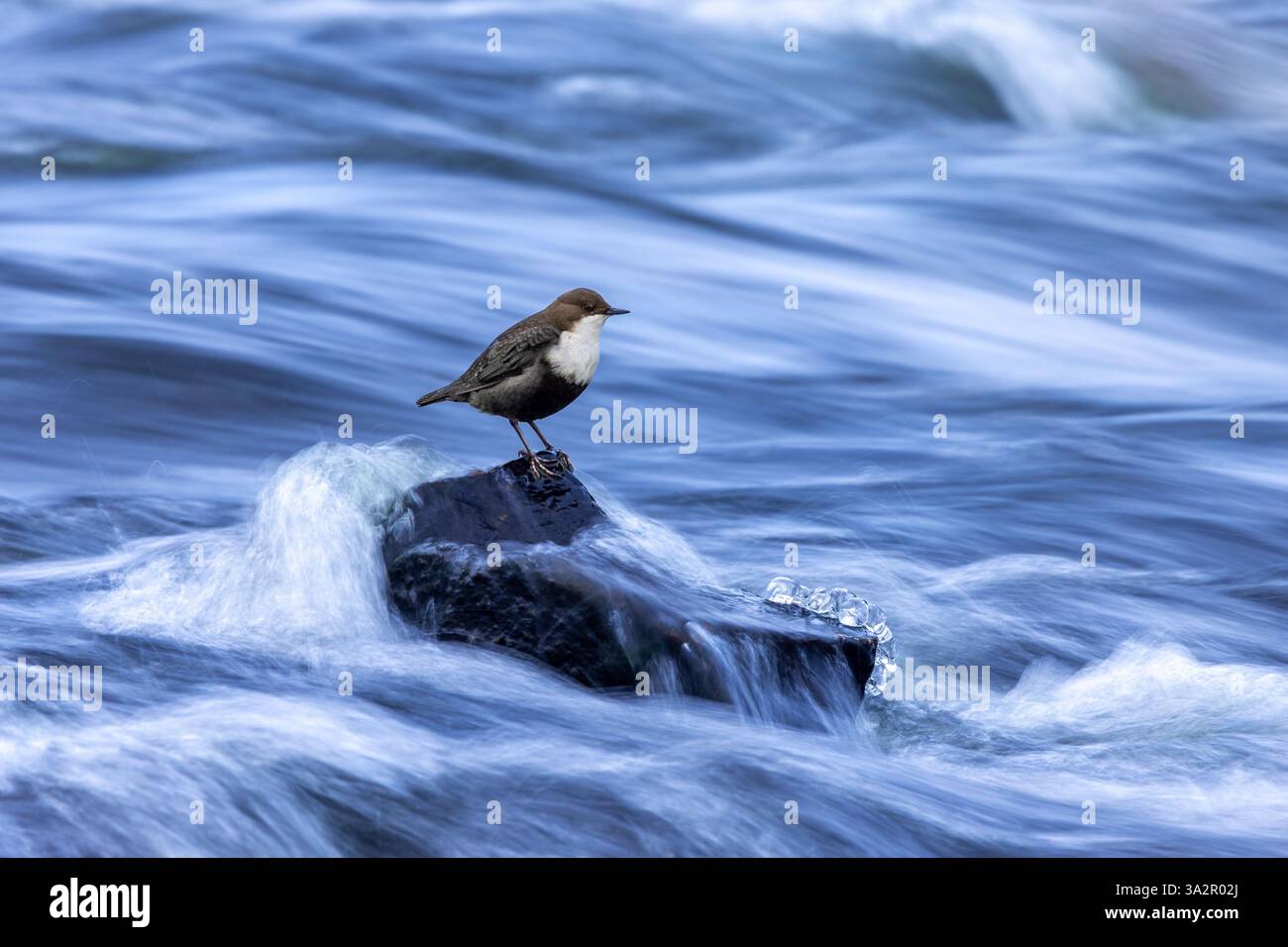 Immersione con gola bianca settentrionale (cinclus cinclus cinclus) che si forgia lungo il torrente congelato in inverno, Scandinavia Foto Stock