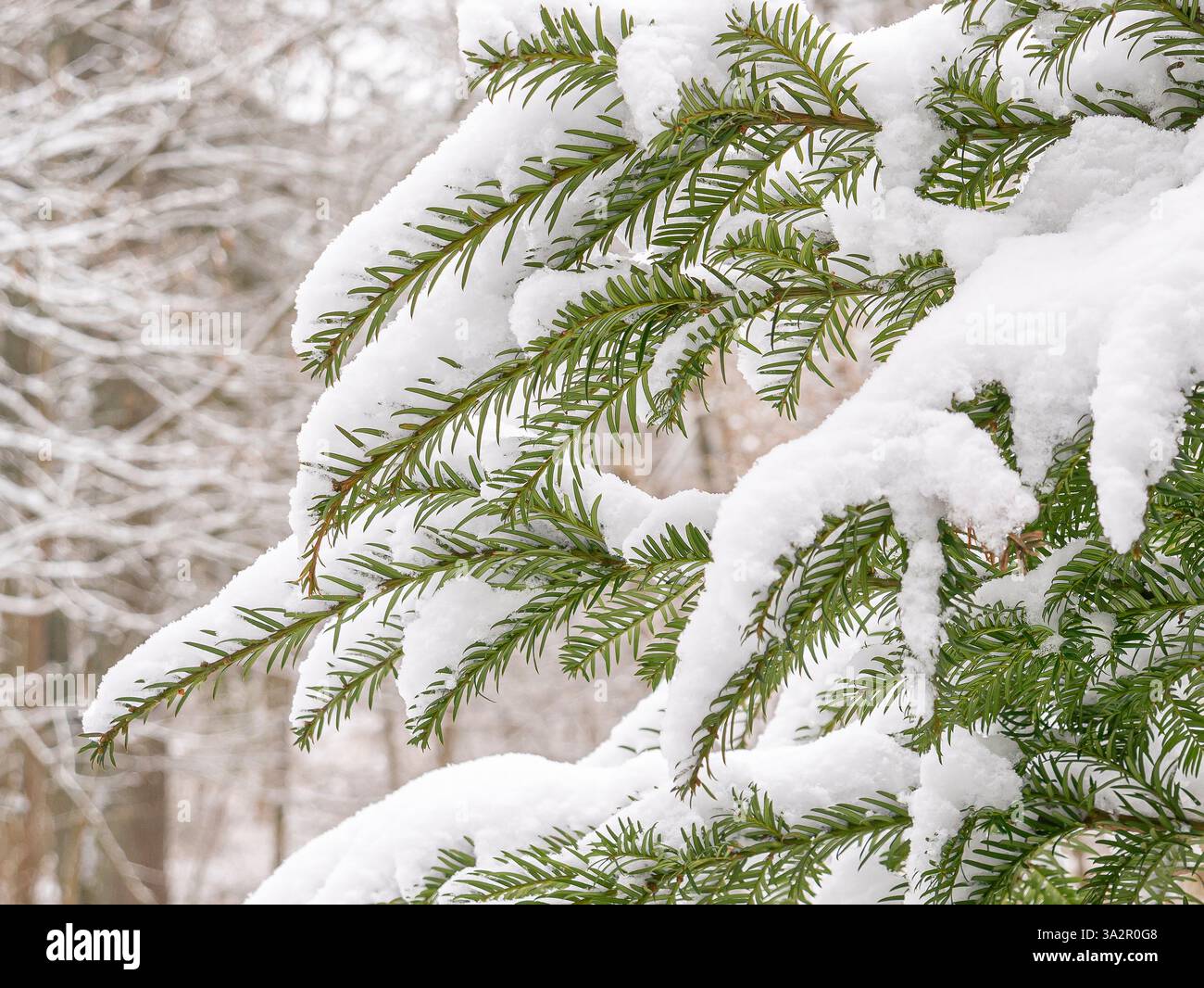 rami sempreverdi ricoperti di neve con freschi strati bianchi di neve in una foresta invernale, luce naturale soffusa tra aghi verdi e neve Foto Stock