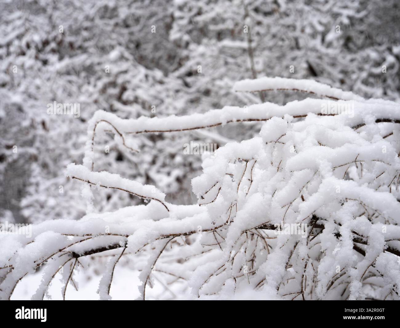 rami innevati in una foresta invernale, vista ravvicinata di ramoscelli ghiacciati, delicati cristalli di ghiaccio, morbido strato bianco, atmosfera tranquilla, nevoso sfocato Foto Stock