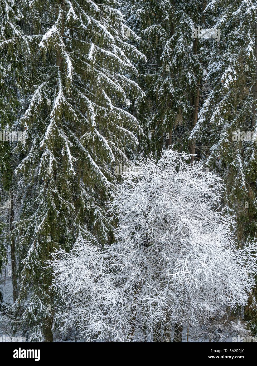 alberi innevati nella foresta invernale, gelo bianco sui rami, contrasto tra bianco e verde, ambiente naturale sereno e tranquillo, paesaggio innevato incontaminato Foto Stock