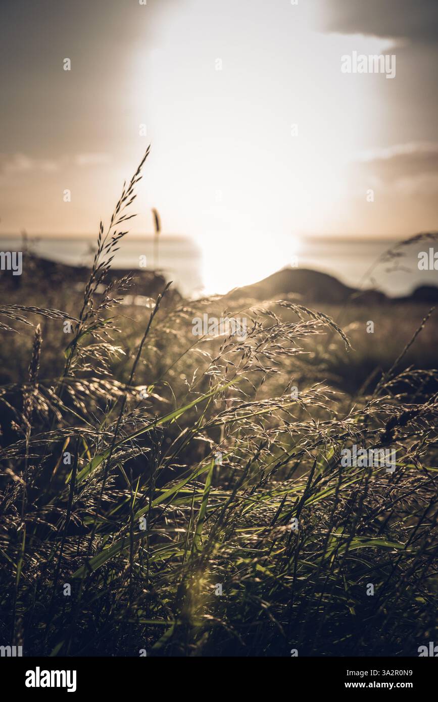 Fiori selvatici nelle scogliere di Portknockie in Scozia Foto Stock