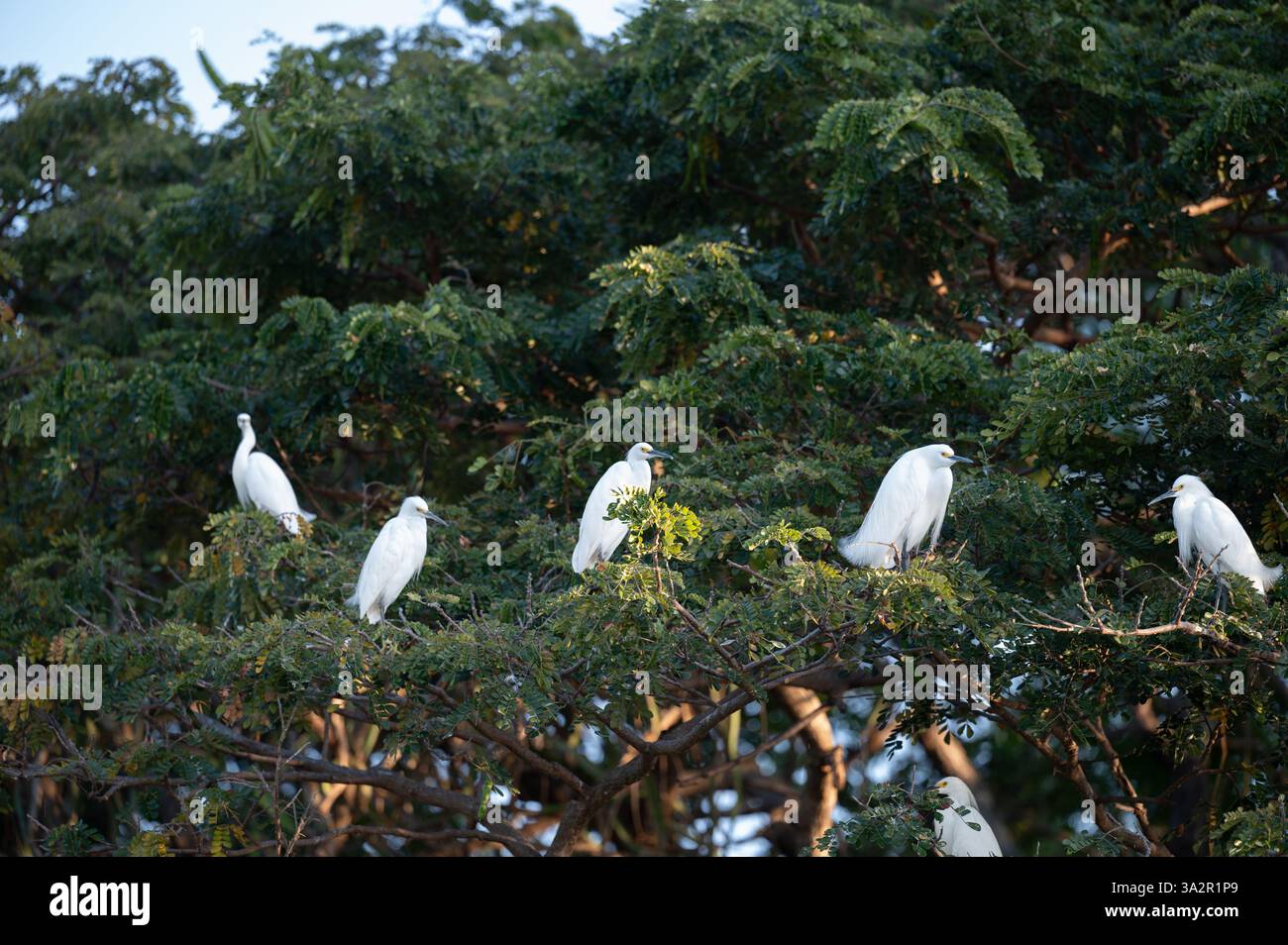 Diversi uccelli bianchi riposano su rami di fitti alberi verdi sotto il cielo azzurro e limpido alla luce del giorno. Foto Stock