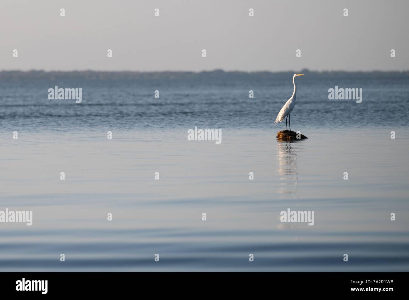 Una grande egretta è arroccata su una roccia, circondata da acque calme durante il tramonto, che riflettono la bellezza naturale. Foto Stock