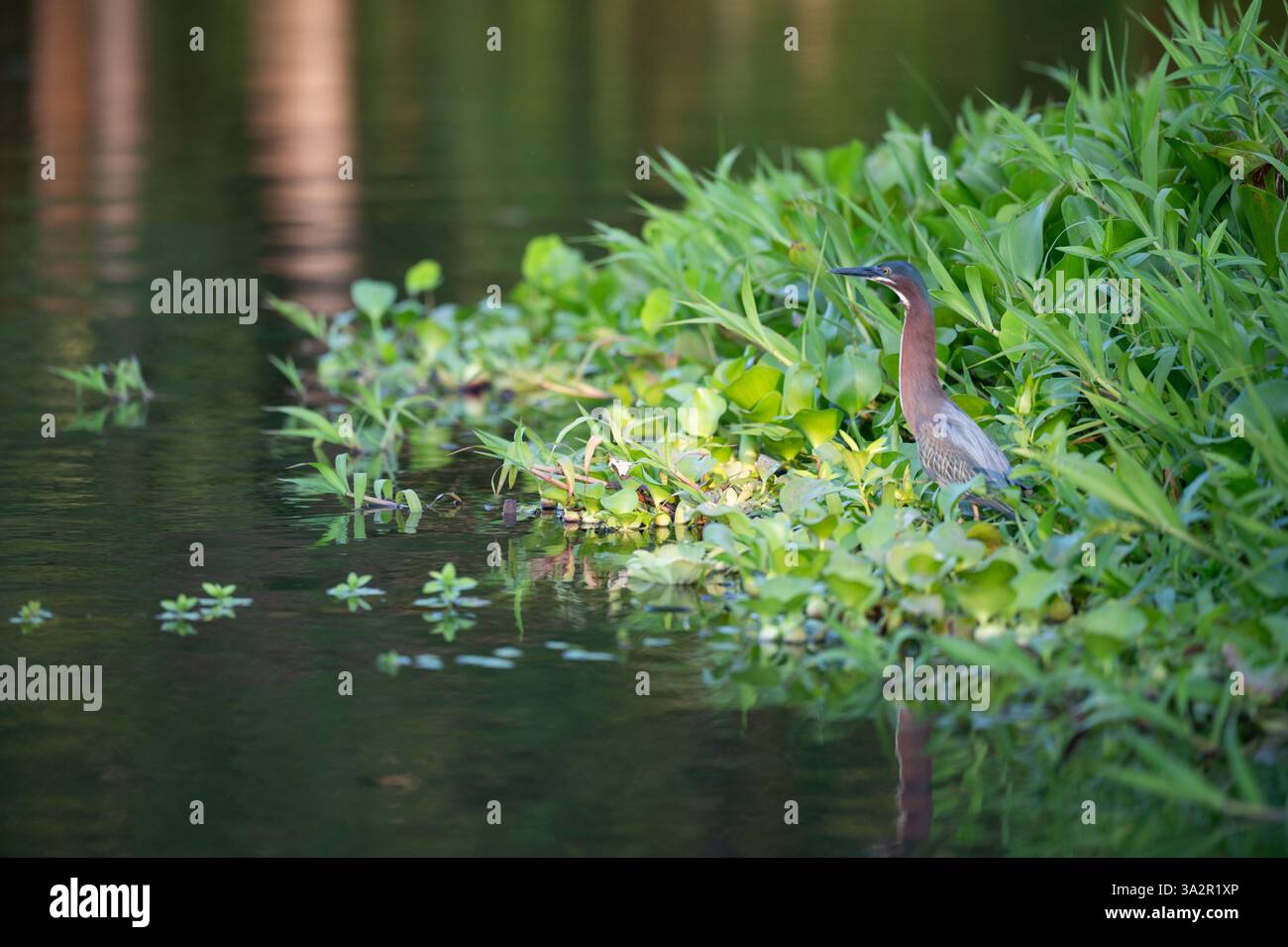 Un uccello, con colori distintivi, è arroccato accanto all'acqua ferma al tramonto, annidato tra vivaci piante verdi. Foto Stock