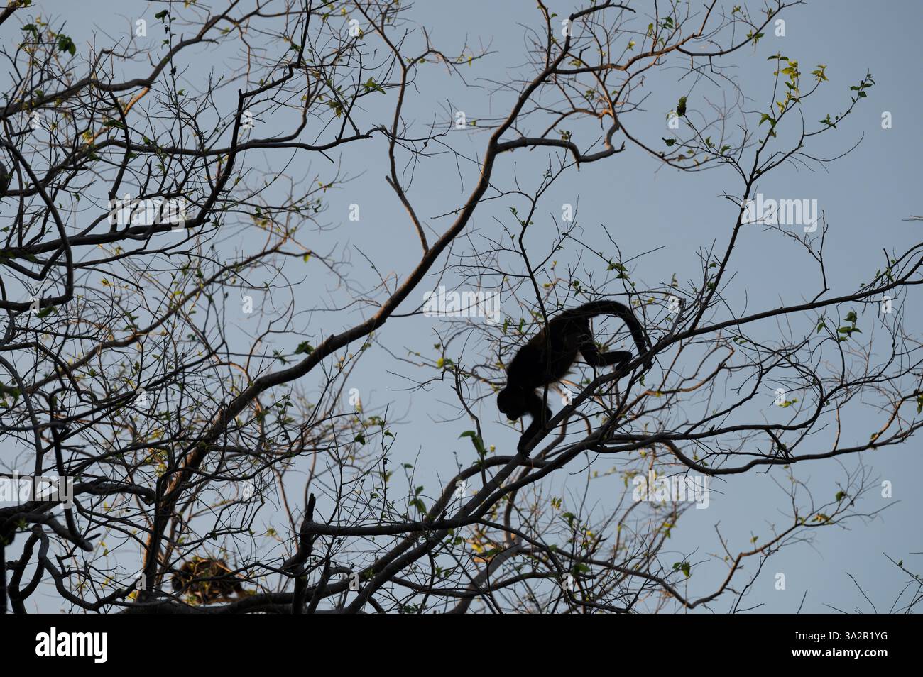 Una scimmia naviga sapientemente tra i rami degli alberi durante il crepuscolo e si staglia contro il cielo serale. La natura trasuda tranquillità. Foto Stock