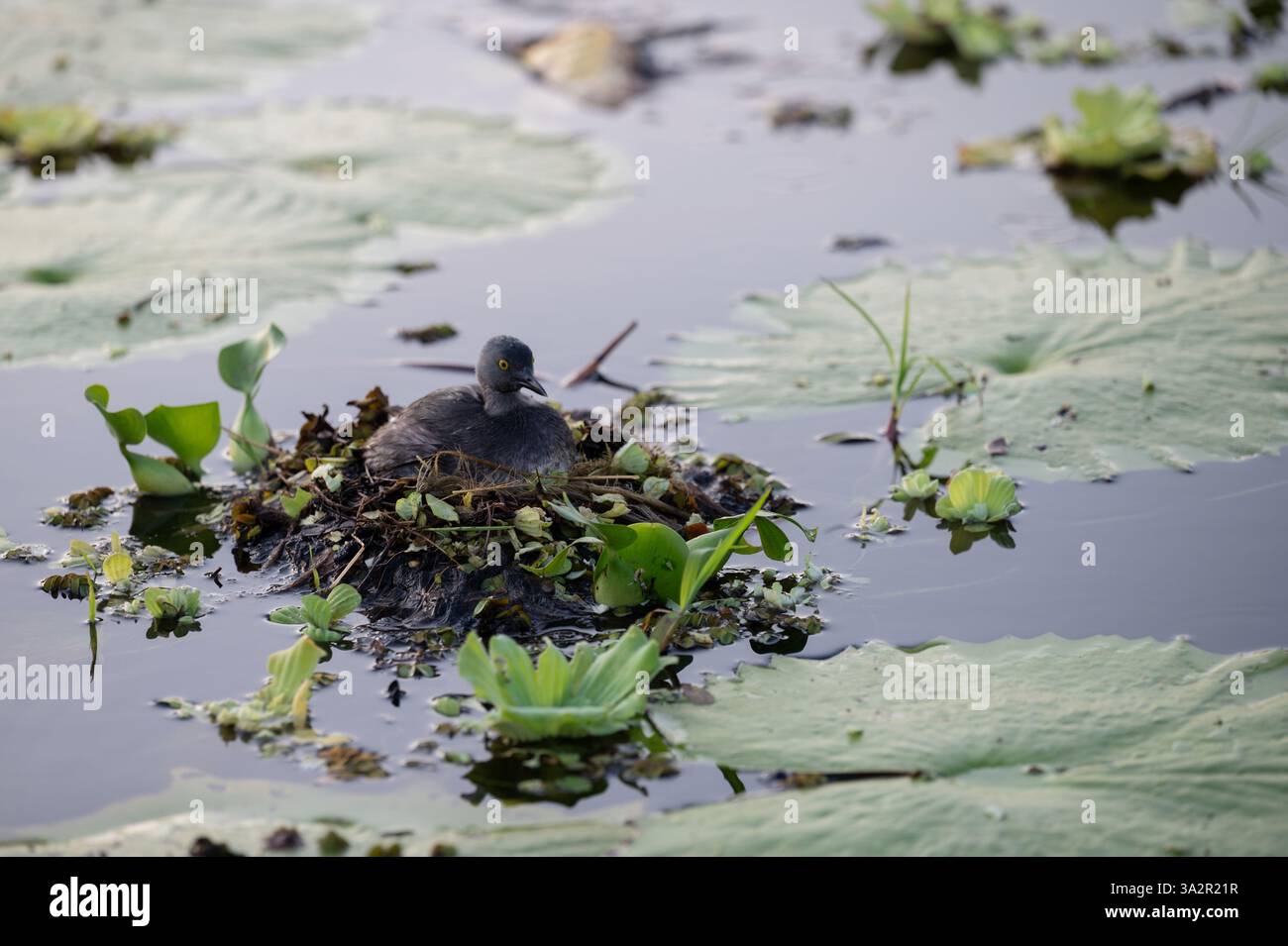 Un uccello siede sul suo nido circondato da lussureggianti piante verdi in un ambiente di acque calme durante il giorno. Foto Stock