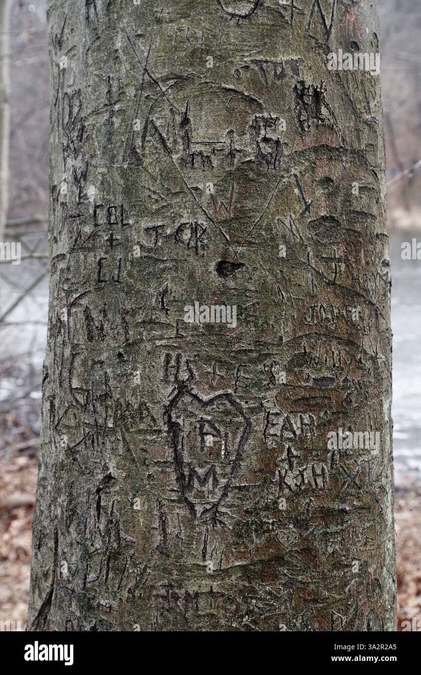 Tronco d'albero scolpito, riserva Watchung, Mountainside New Jersey USA Foto Stock