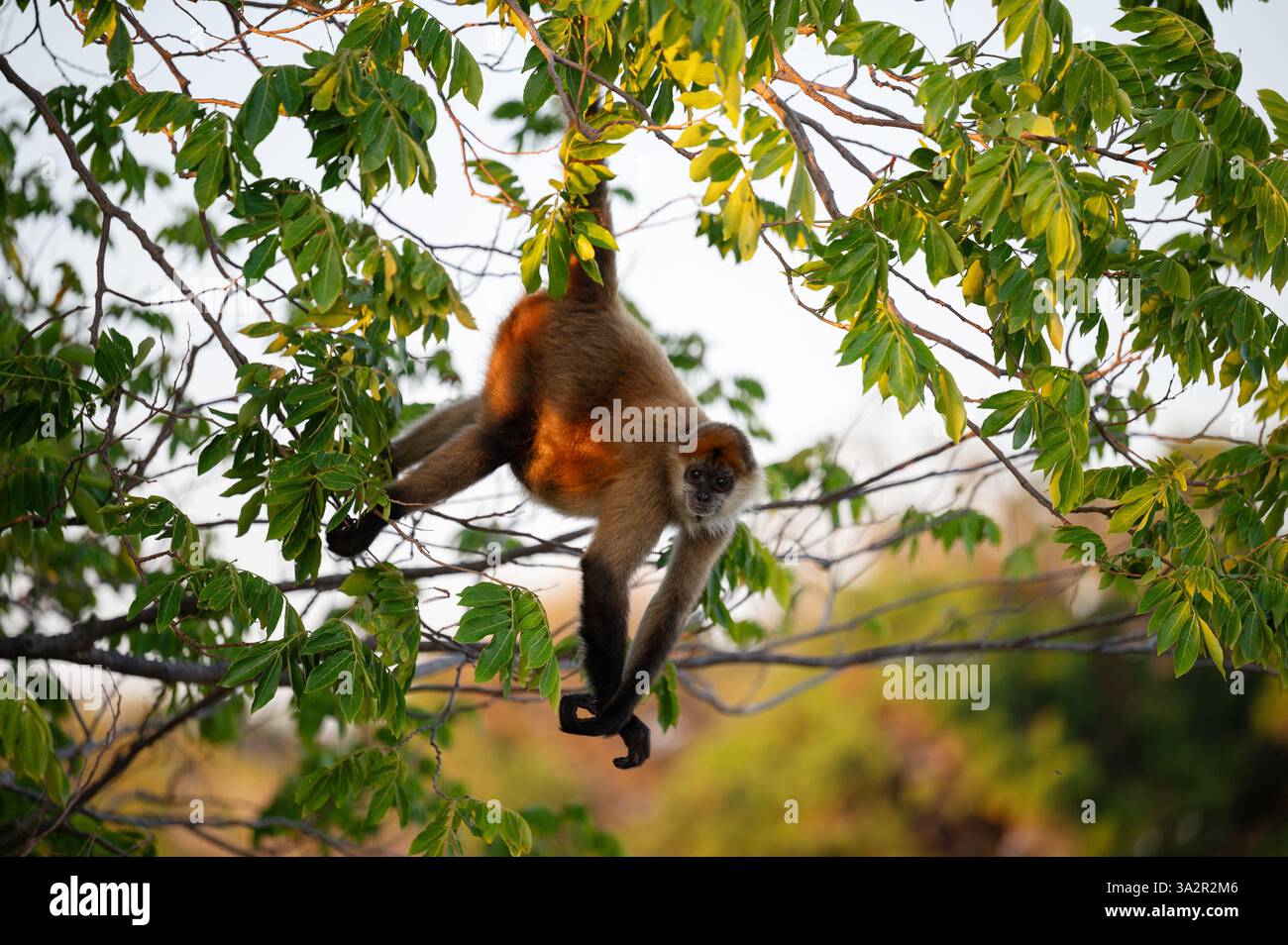 Una scimmia oscilla graziosamente attraverso il vivace verde fogliame, godendosi i suoi dintorni naturali durante il giorno. Foto Stock