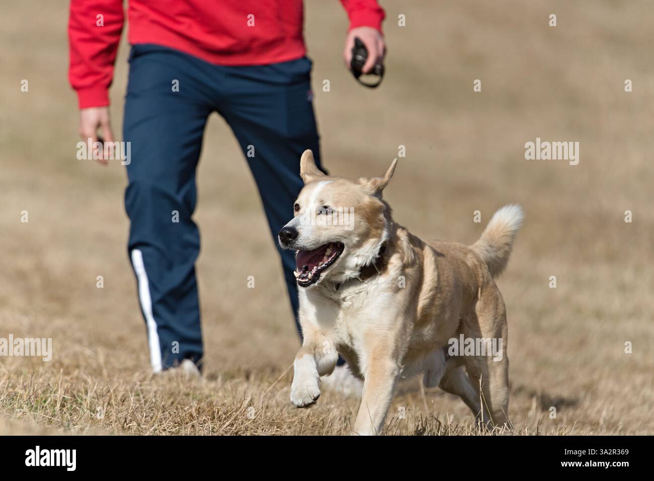 Happy Dog corre sul campo con il suo padrone. Bocca aperta e lingua visibile. Divertente foto del cane. Copia spazio per il posizionamento del testo. Foto Stock