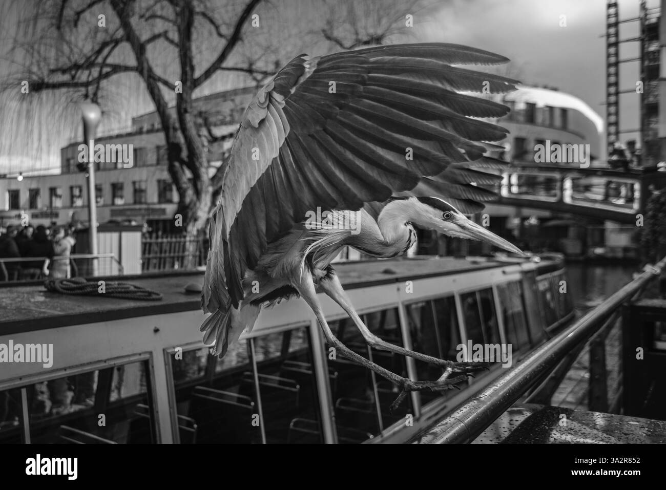 Un airone spalanca le ali al Camden Market di Londra. Foto Stock