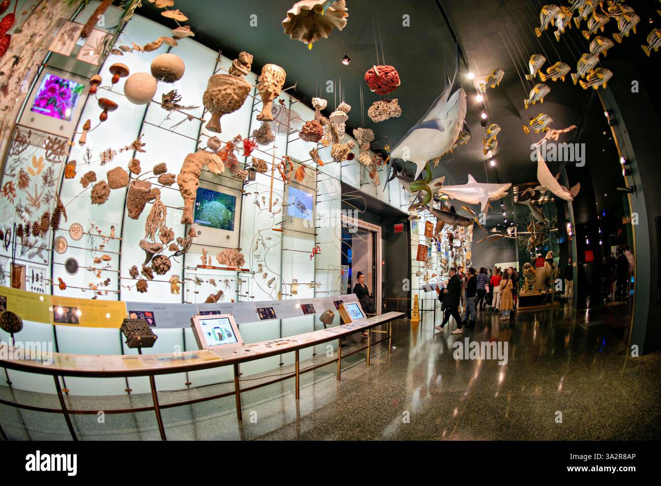 American Museum of Natural History Biodiversity Exhibit New York City // NEW YORK CITY, Stati Uniti — la mostra sulla biodiversità all'American Museum of Natural History mostra i diversi sistemi di vita della Terra e le sfide di conservazione. La sala della biodiversità del museo presenta esempi di organismi provenienti da vari ecosistemi, oltre a esposizioni interattive che spiegano i principi ecologici. Situato nell'Upper West Side di Manhattan, l'American Museum of Natural History ospita ampie collezioni scientifiche e mostre educative incentrate sulle scienze naturali. Foto Stock