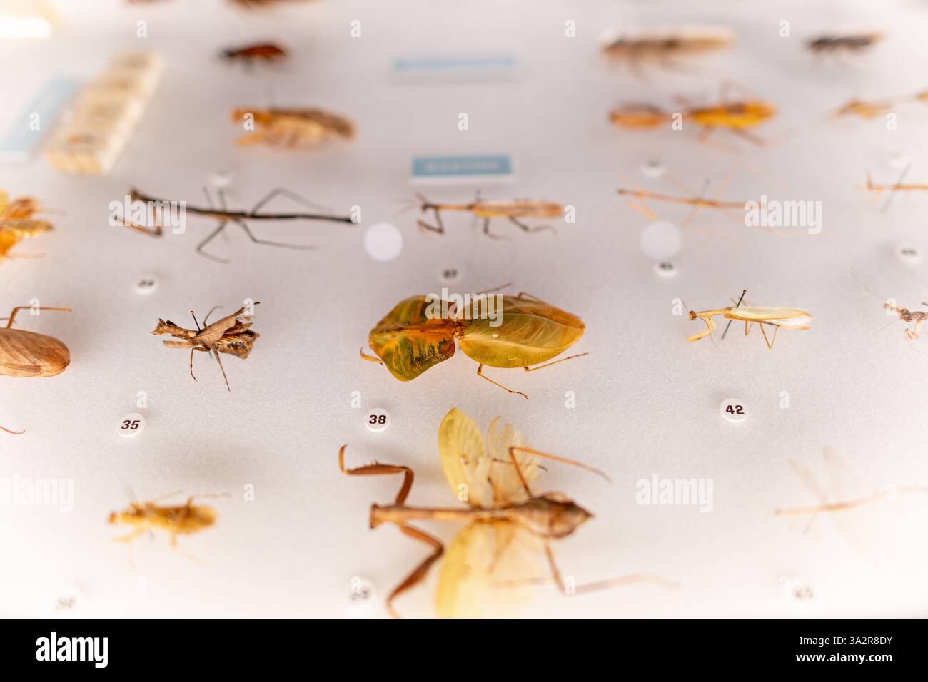 Esemplari di Mantis preghiere e insetti bastoncini New York City // NEW YORK CITY, Stati Uniti — esemplari di mantis preghiere montate e insetti bastoncini sono esposti nel Susan and Peter J. Solomon Family Insectarium presso l'American Museum of Natural History. La collezione espone notevoli esempi di mimetizzazione e adattamento degli insetti, con esemplari degli ordini Mantodea (mantise di preghiera) e Phasmatodea (insetti bastoncini) accuratamente conservati ed etichettati. Questi campioni dimostrano adattamenti evolutivi che consentono a questi insetti di fondersi nei loro ambienti o imitare strutture vegetali per sur Foto Stock
