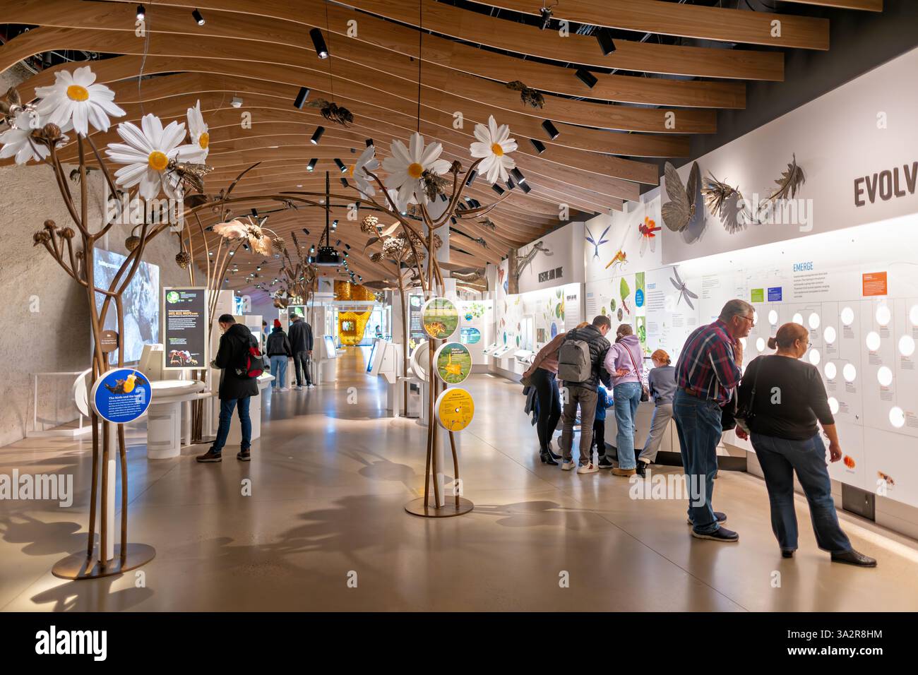 Susan e Peter J Solomon Family Insectarium New York City // NEW YORK CITY, Stati Uniti — The Susan and Peter J. Solomon Family Insectarium presso l'American Museum of Natural History mette in mostra la diversità e l'importanza degli insetti e dei loro parenti artropodi. La mostra presenta esemplari che rappresentano migliaia di specie di insetti insieme a esposizioni interattive che spiegano biologia, comportamento e ruoli ecologici degli insetti. Situata nell'Upper West Side di Manhattan, questa galleria permanente fa parte delle vaste collezioni entomologiche e delle mostre educative del museo. Foto Stock