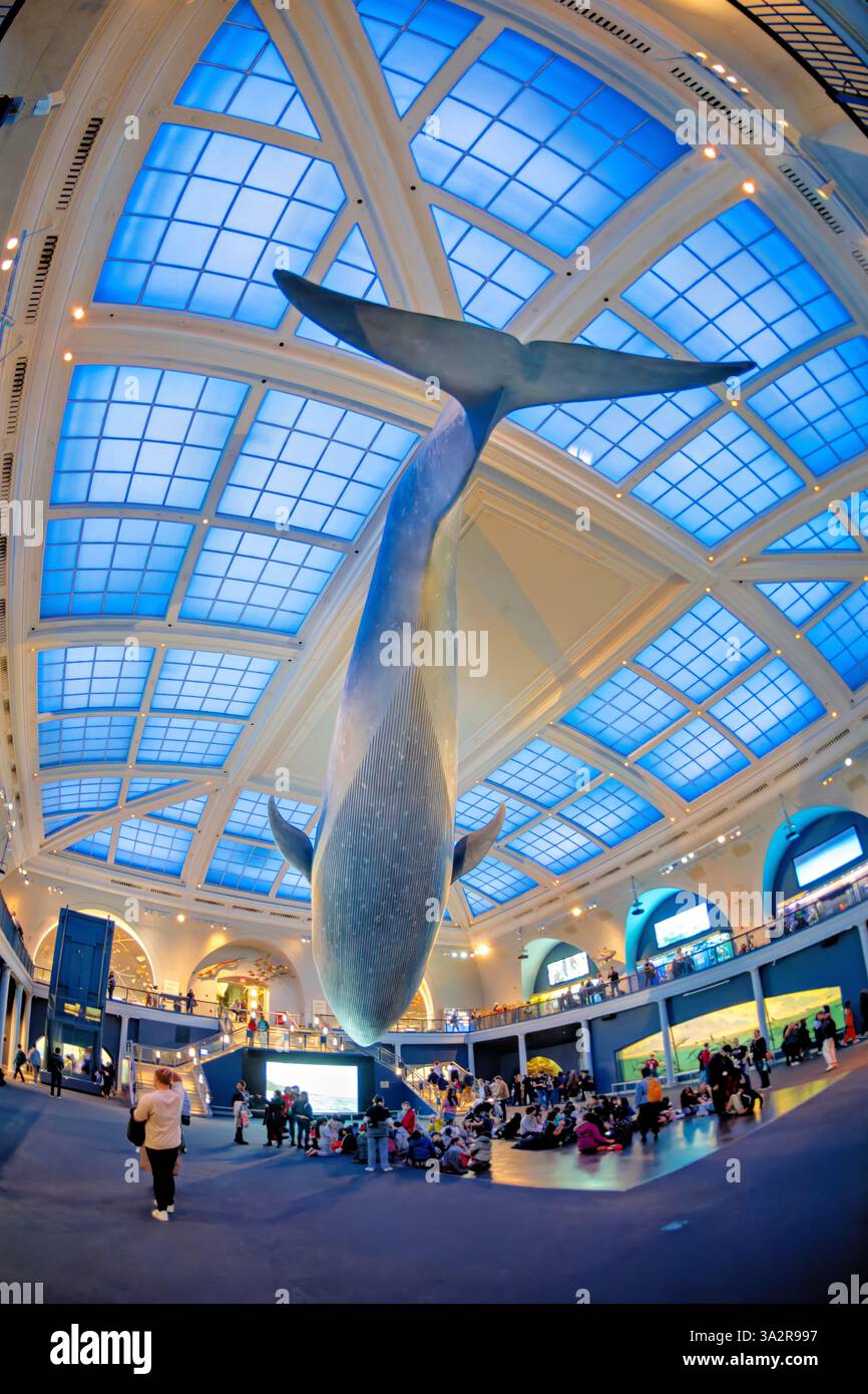 American Museum of Natural History Blue Whale New York City // NEW YORK CITY, Stati Uniti - la Milstein Hall of Ocean Life presso l'American Museum of Natural History presenta un modello di balena blu di 94 piedi sospeso dal soffitto. Lo spazio espositivo di 29 000 metri quadrati mette in mostra ecosistemi marini e scienza oceanografica attraverso varie esposizioni e diorami. Situato nell'Upper West Side di Manhattan, l'American Museum of Natural History è un'istituzione educativa dedicata alla scienza naturale dal 1869. Foto Stock