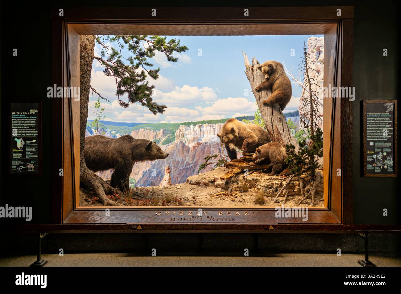American Museum of Natural History Grizzly Bear Diorama New York City // NEW YORK CITY, Stati Uniti — il diorama Grizzly Bear nella Hall of North American Mammals presso l'American Museum of Natural History raffigura un orso madre con i suoi cuccioli di sei mesi nel parco nazionale di Yellowstone, Wyoming. La scena mostra l'orso madre che insegna ai suoi cuccioli a strappare un tronco di pino marcio per trovare formiche e larve. Creata come parte del rinomato habitat diorama del museo, questa mostra illustra il tipico comportamento degli orsi grizzly e mette in risalto la forma interna della specie Ursus arctos, nota per la sua caratteristica Foto Stock