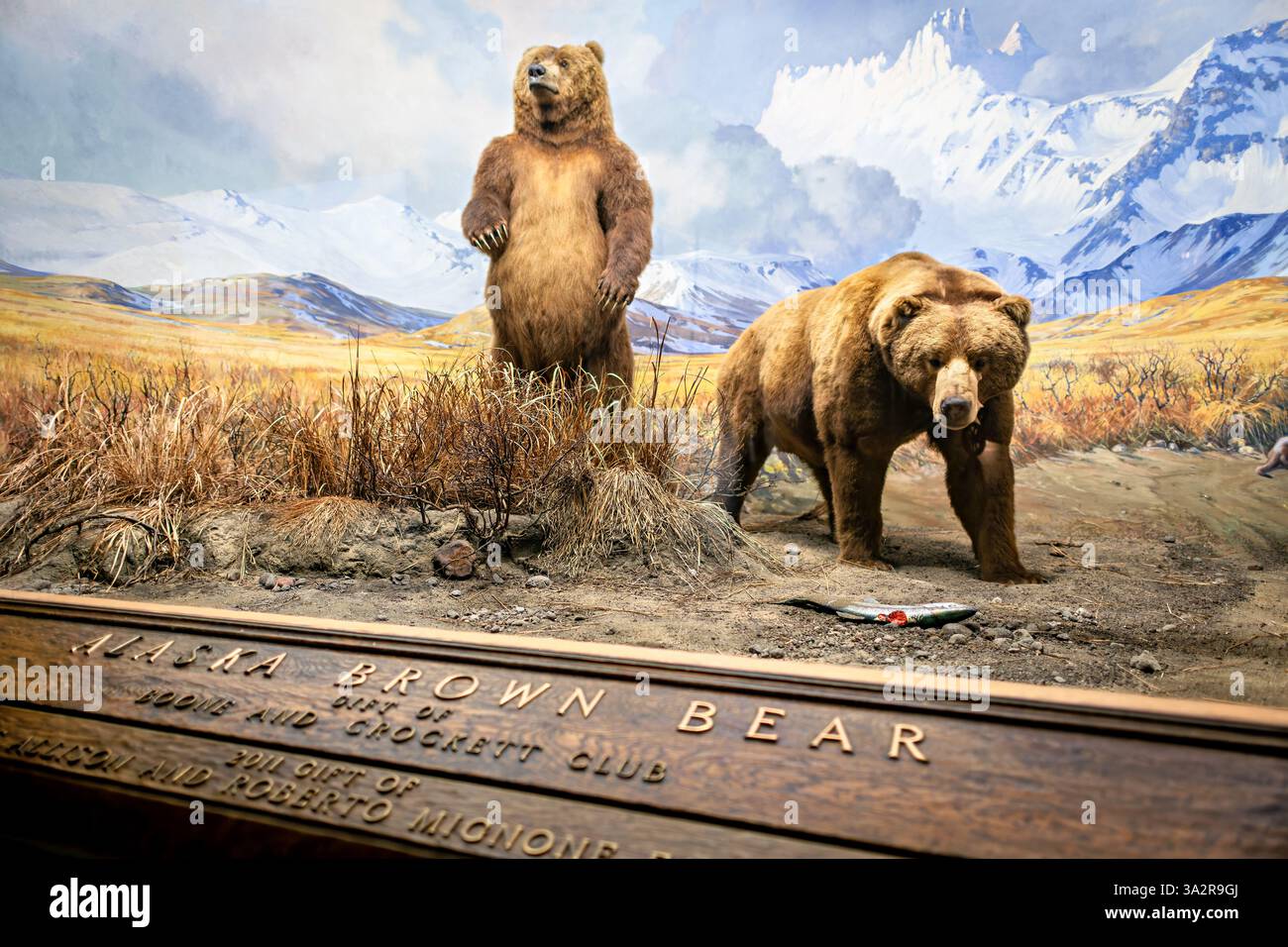 American Museum of Natural History Brown Bear Diorama New York City // NEW YORK CITY, Stati Uniti — il diorama Alaska Brown Bear nella Hall of North American Mammals presso l'American Museum of Natural History raffigura due orsi bruni in un ruscello vicino a Canoe Bay, Alaska durante la corsa dei salmoni. Creata nel 1941, la scena meticolosamente realizzata presenta la tassidermia di Robert Rockwell, il dipinto di sfondo di James Perry Wilson e l'arte di primo piano di G. Frederick Mason. Questo diorama storico, restaurato durante i lavori di conservazione nel 2011-2012, mostra i più grandi carnivori terrestri del Nord America A. Foto Stock