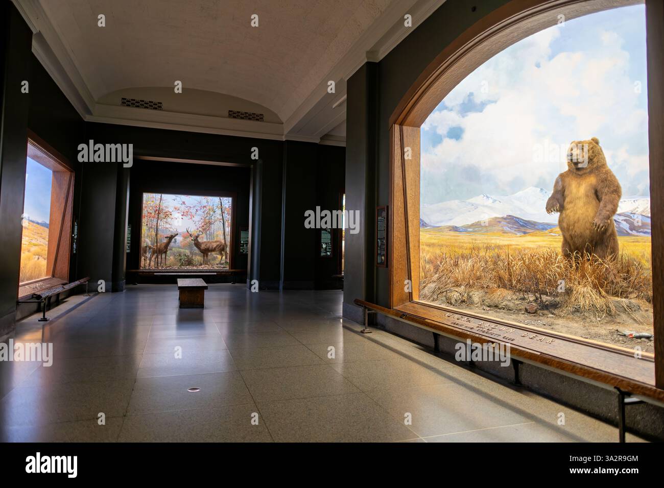 American Museum of Natural History Alaska Brown Bear Diorama New York City // NEW YORK CITY, Stati Uniti — il diorama Alaska Brown Bear nella Hall of North American Mammals presso l'American Museum of Natural History raffigura due orsi bruni in un ruscello vicino a Canoe Bay, Alaska durante la corsa dei salmoni. Creata nel 1941, la scena meticolosamente realizzata presenta la tassidermia di Robert Rockwell, il dipinto di sfondo di James Perry Wilson e l'arte di primo piano di G. Frederick Mason. Questo diorama storico, restaurato durante i lavori di conservazione nel 2011-2012, mostra i più grandi carnivori terrestri del Nord AM Foto Stock