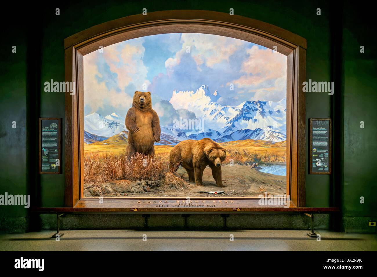 American Museum of Natural History Alaska Brown Bear Diorama New York City // NEW YORK CITY, Stati Uniti — il diorama Alaska Brown Bear nella Hall of North American Mammals presso l'American Museum of Natural History raffigura due orsi bruni in un ruscello vicino a Canoe Bay, Alaska durante la corsa dei salmoni. Creata nel 1941, la scena meticolosamente realizzata presenta la tassidermia di Robert Rockwell, il dipinto di sfondo di James Perry Wilson e l'arte di primo piano di G. Frederick Mason. Questo diorama storico, restaurato durante i lavori di conservazione nel 2011-2012, mostra i più grandi carnivori terrestri del Nord AM Foto Stock