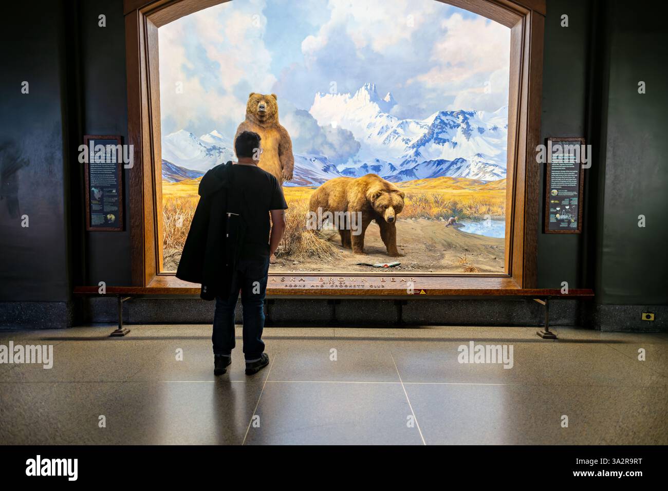 American Museum of Natural History Alaska Brown Bear Diorama New York City // NEW YORK CITY, Stati Uniti — il diorama Alaska Brown Bear nella Hall of North American Mammals presso l'American Museum of Natural History raffigura due orsi bruni in un ruscello vicino a Canoe Bay, Alaska durante la corsa dei salmoni. Creata nel 1941, la scena meticolosamente realizzata presenta la tassidermia di Robert Rockwell, il dipinto di sfondo di James Perry Wilson e l'arte di primo piano di G. Frederick Mason. Questo diorama storico, restaurato durante i lavori di conservazione nel 2011-2012, mostra i più grandi carnivori terrestri del Nord AM Foto Stock