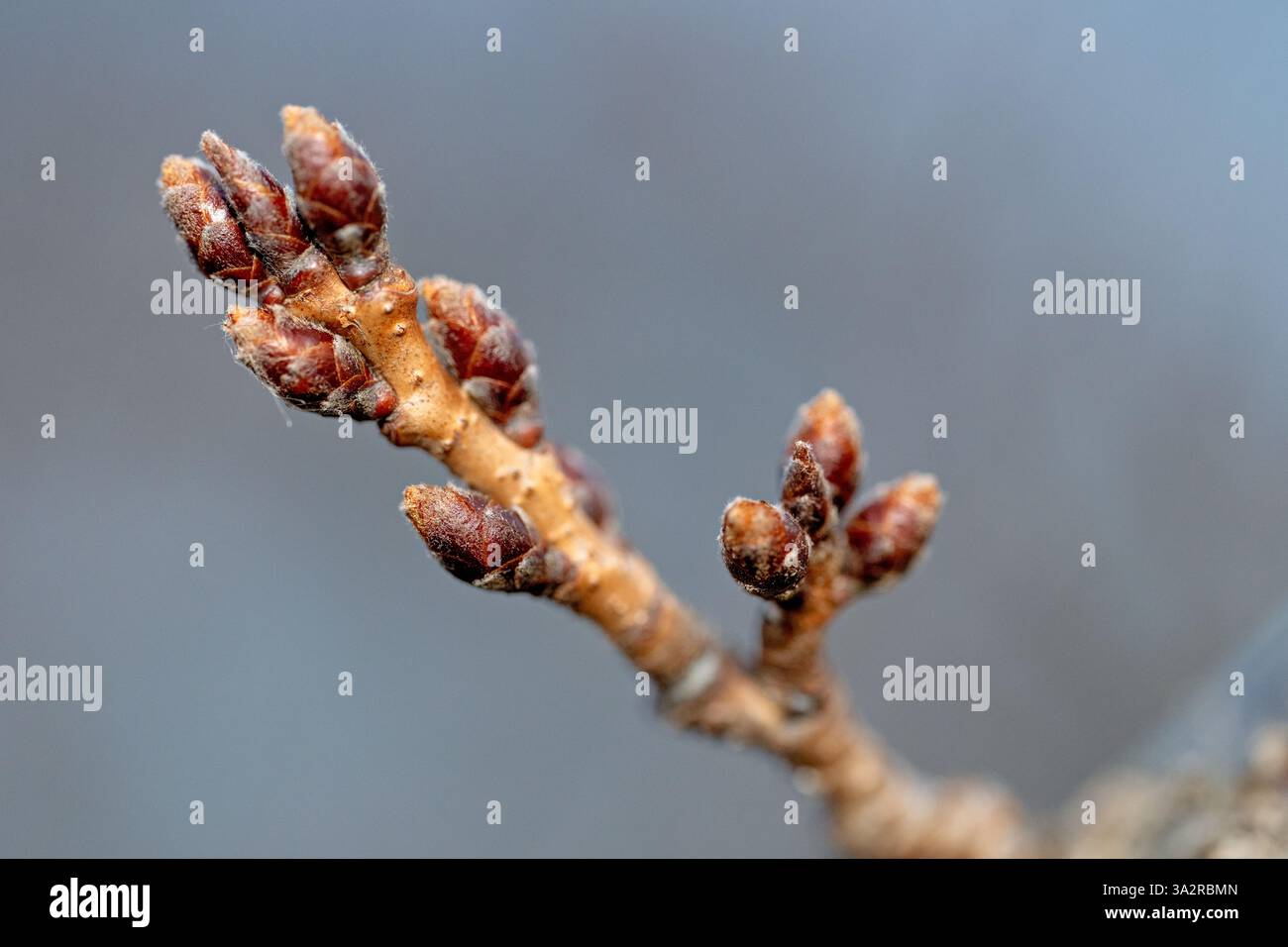 WASHINGTON DC - i boccioli di ciliegio in via di sviluppo sono visibili su un ramo d'albero lungo il bacino delle Tidal. Queste gemme sono un primo segno della prossima fioritura primaverile, che viene celebrata ogni anno durante il National Cherry Blossom Festival. La maggior parte degli alberi sono la varietà Yoshino, parte di un dono dal Giappone nel 1912. Foto Stock