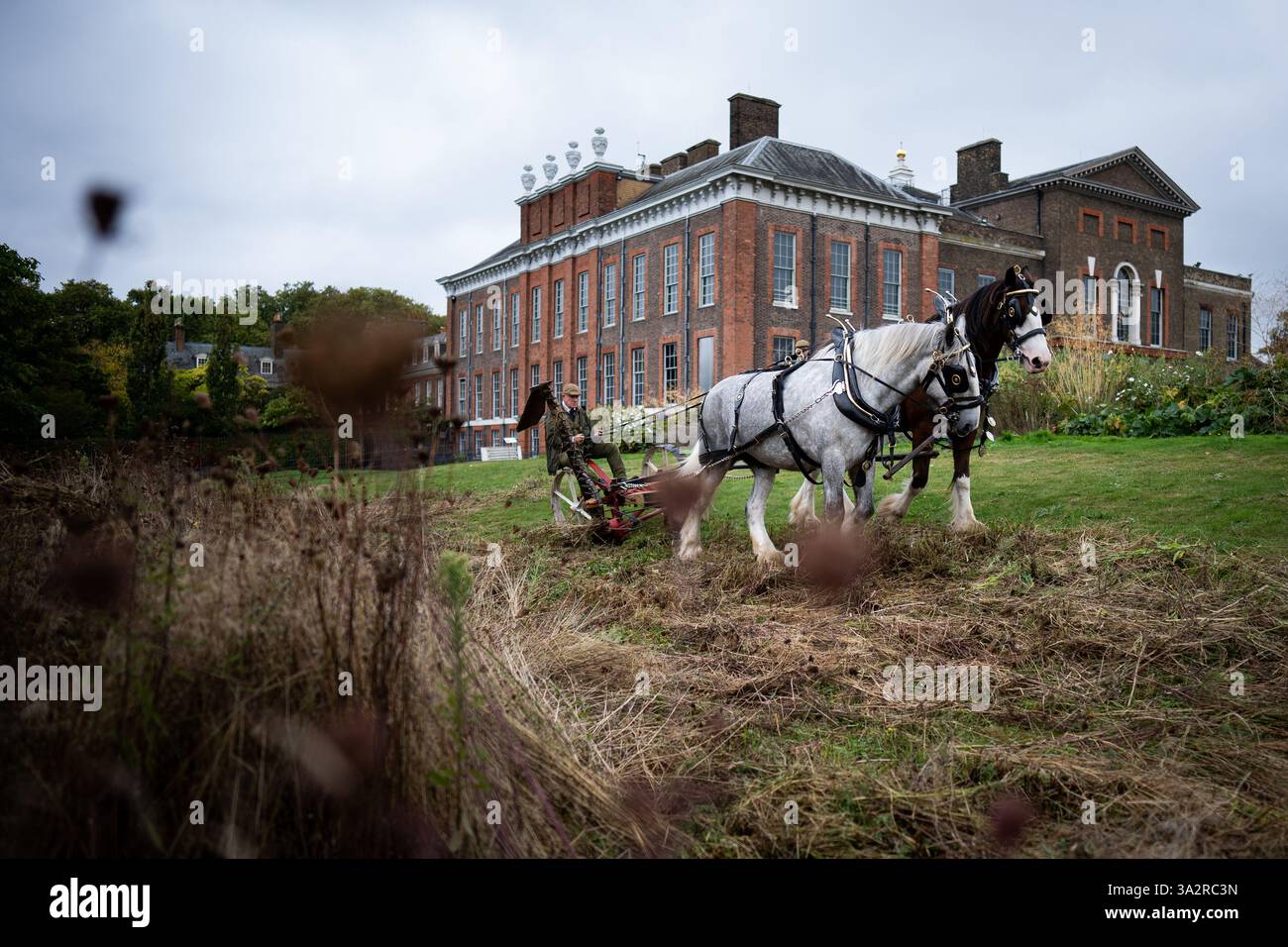 Edward McDowell taglia un prato a Kensington Palace, Londra, usando i cavalli della contea George e Arthur nel metodo tradizionale. L'utilizzo di un rasaerba trainato da cavalli non solo è più delicato sul terreno, ma rappresenta anche un'alternativa sostenibile ai trattori, che può essere più dannosa per il terreno. Data foto: Martedì 24 settembre 2024. Foto Stock