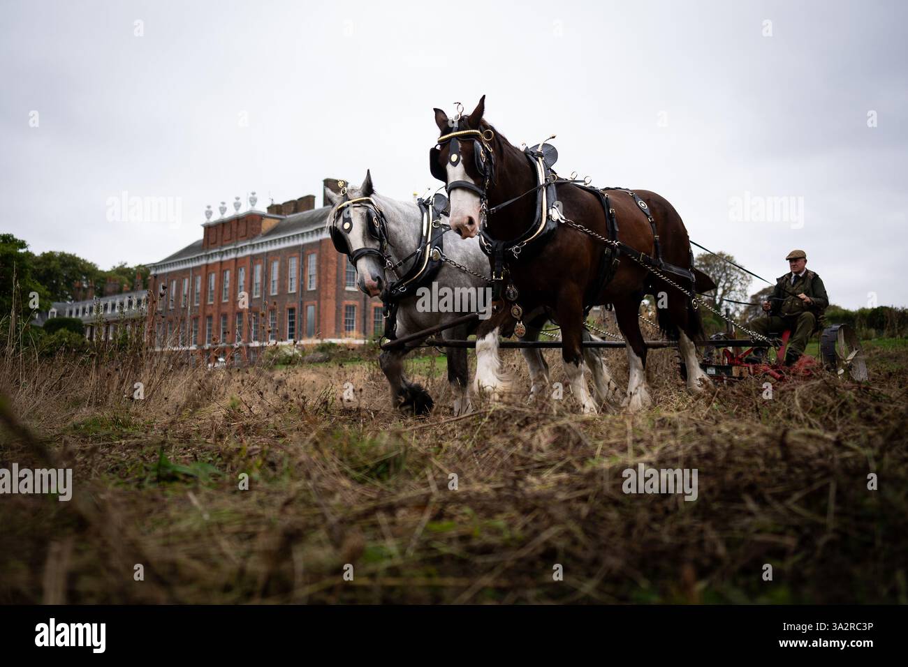 Edward McDowell taglia un prato a Kensington Palace, Londra, usando i cavalli della contea George e Arthur nel metodo tradizionale. L'utilizzo di un rasaerba trainato da cavalli non solo è più delicato sul terreno, ma rappresenta anche un'alternativa sostenibile ai trattori, che può essere più dannosa per il terreno. Data foto: Martedì 24 settembre 2024. Foto Stock