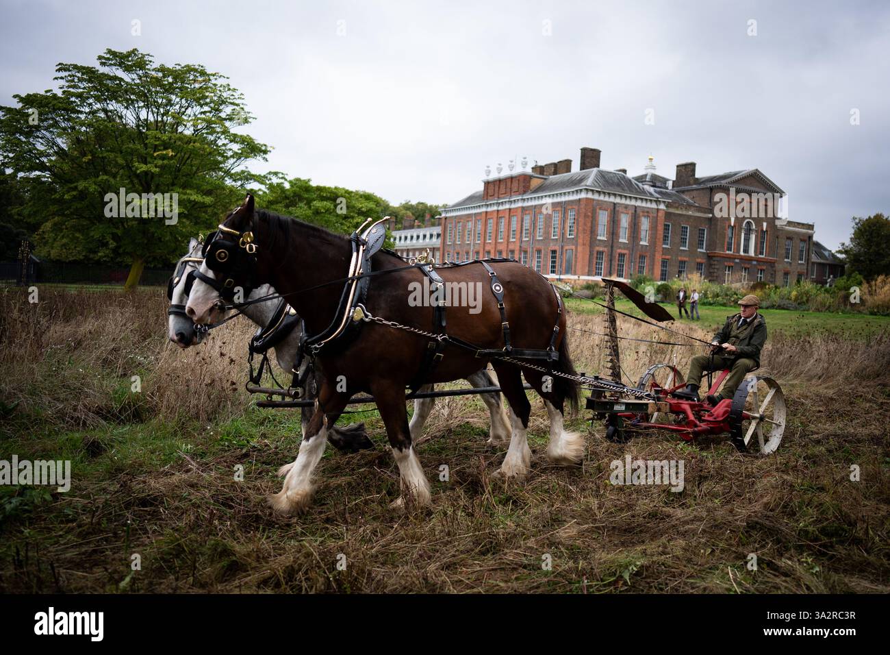 Edward McDowell taglia un prato a Kensington Palace, Londra, usando i cavalli della contea George e Arthur nel metodo tradizionale. L'utilizzo di un rasaerba trainato da cavalli non solo è più delicato sul terreno, ma rappresenta anche un'alternativa sostenibile ai trattori, che può essere più dannosa per il terreno. Data foto: Martedì 24 settembre 2024. Foto Stock