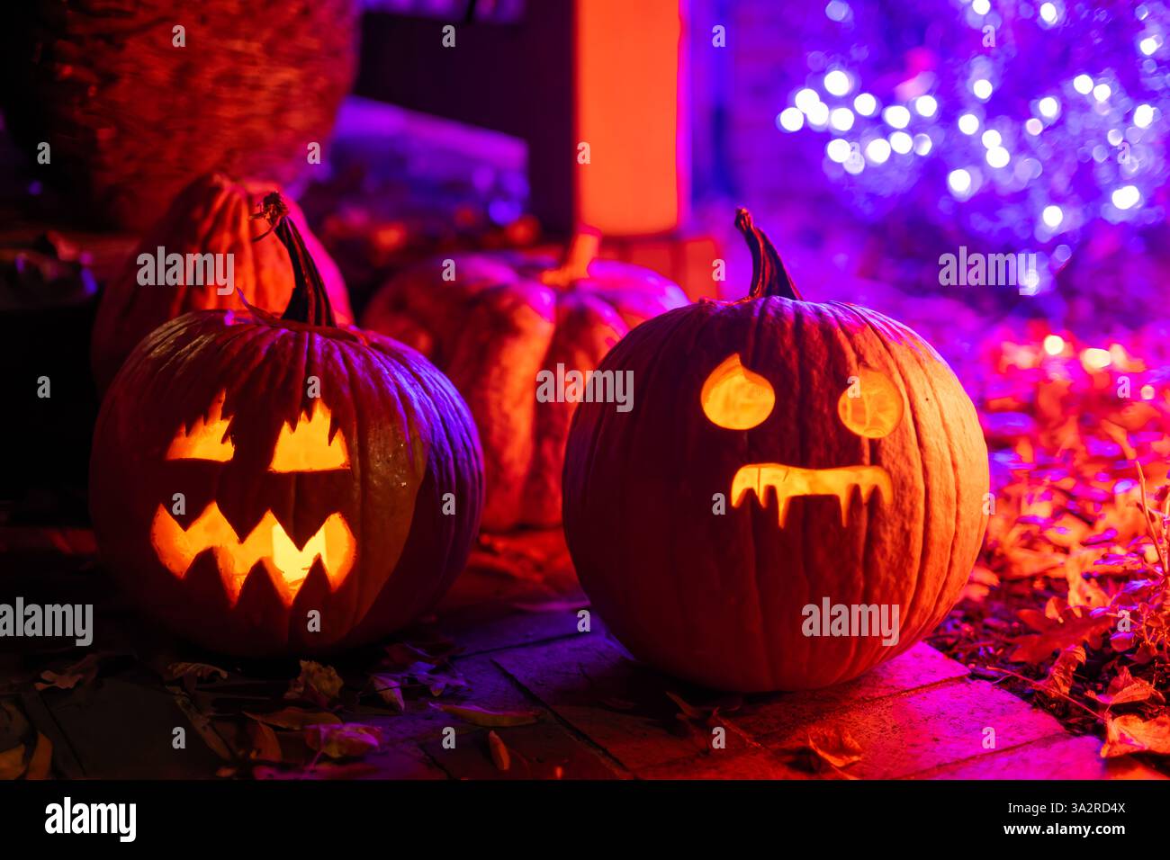 Decorazione Halloween Jack O'Lanterns Stati Uniti | STATI UNITI — Due jack-o'-lanterns scolpiti a mano sorridono da un gradino coperto di foglie, illuminato in viola e arancione per Halloween. L'usanza della verdura scolpita risale alle lanterne di rape irlandesi e scozzesi per Samhain, adattate al pumpkins nativo dopo che gli immigrati del XIX secolo hanno portato la tradizione negli Stati Uniti. Foto Stock