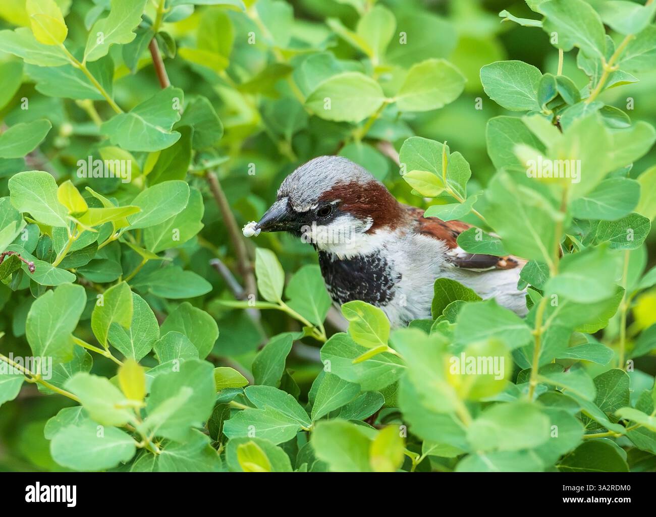 Un passero della casa o un passero inglese che emerge da un cespuglio frondoso con un granturco nel becco. Foto Stock